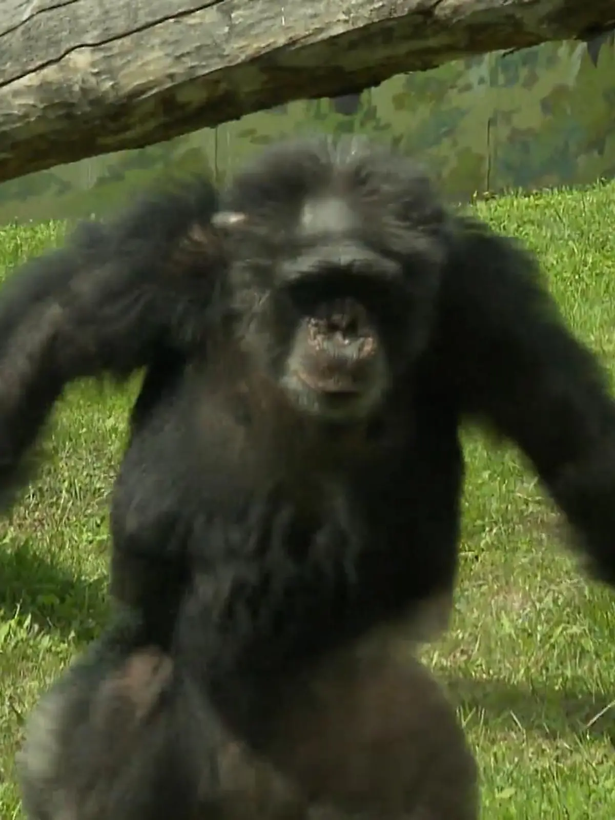 Zwei Jahrzehnte lang wurden Blacky und seine Kumpanen in einem Labor für Forschungen missbraucht, ehe sie befreit werden konnten. Jetzt, zehn Jahre später,  sind sie von ihrem Freigehege noch immer genauso begeistert wie am allerersten Tag.
