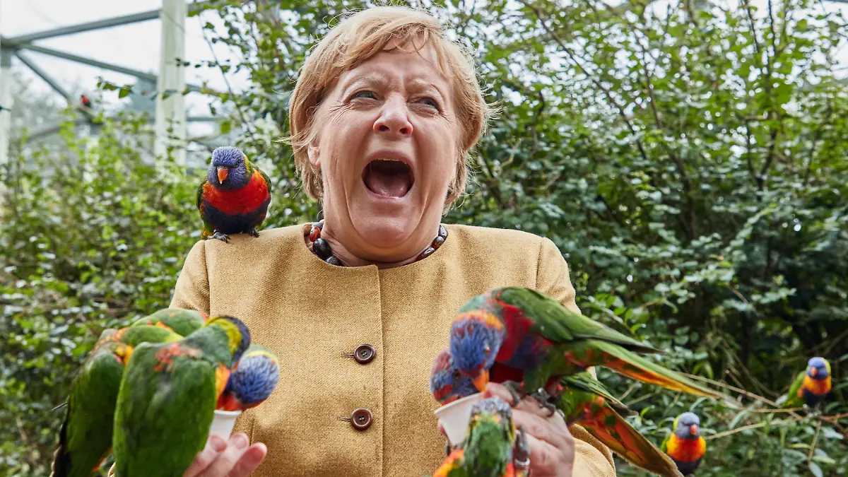 ARCHIV - 23.09.2021, Mecklenburg-Vorpommern, Marlow: Angela Merkel (CDU), Bundeskanzlerin, füttert australische Loris im Vogelpark Marlow und wird dabei gebissen. Foto: Georg Wendt/dpa +++ dpa-Bildfunk +++