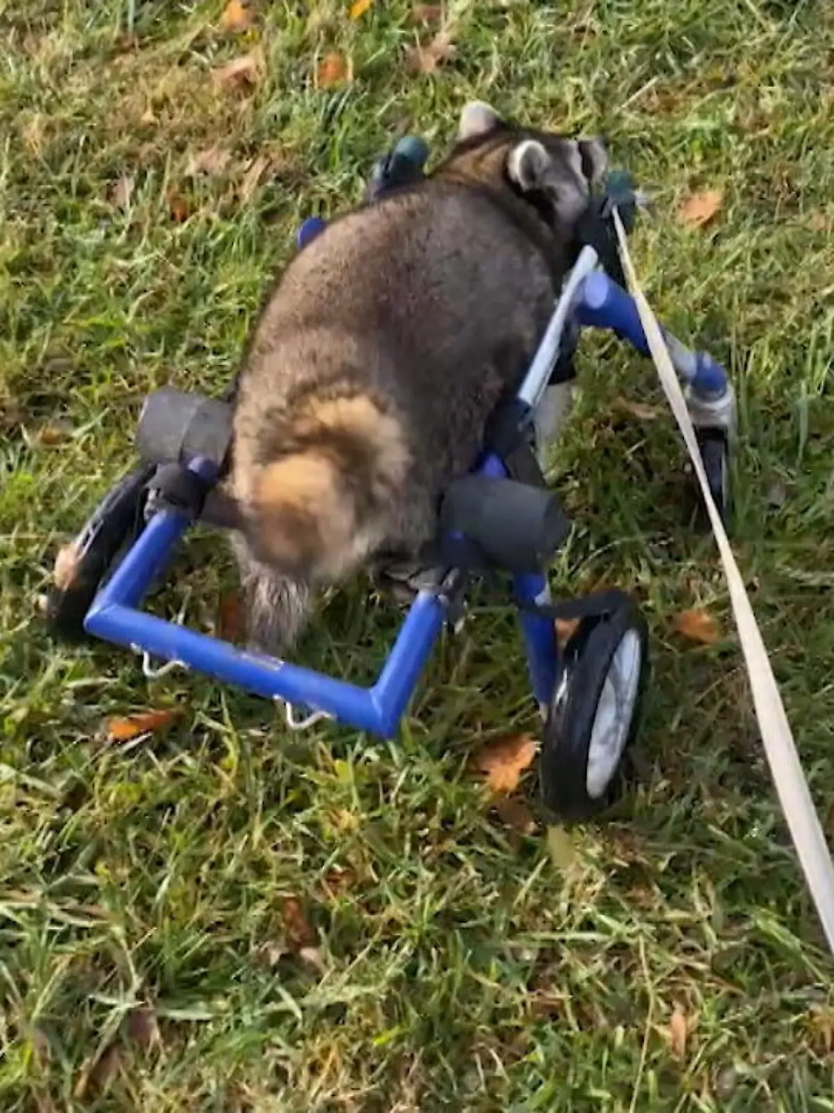 Der kleine Waschbär Boone hat Glück, überhaupt noch am Leben zu sein. Im US-Bundesstaat Kentucky ist er wohl kurz nach der Geburt von einem Baum gefallen, wobei er sich schwer verletzt hat. Seine Mutter hatte ihn schon aufgegeben, als die damals 55-jährige Mary Key ihn findet und bei sich aufnimmt.