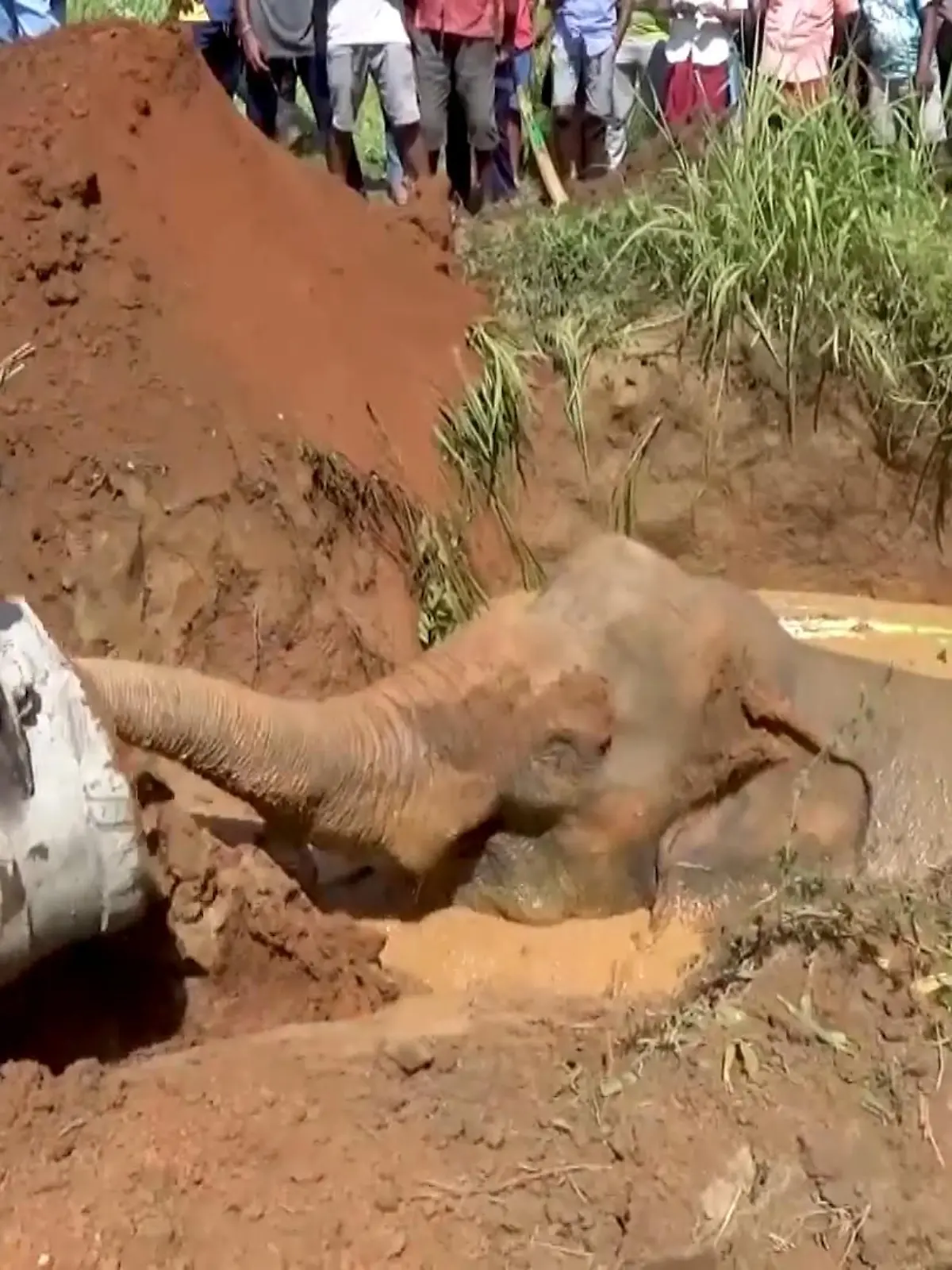 Bild zu: "Video: Elefant aus Brunnen gerettet"