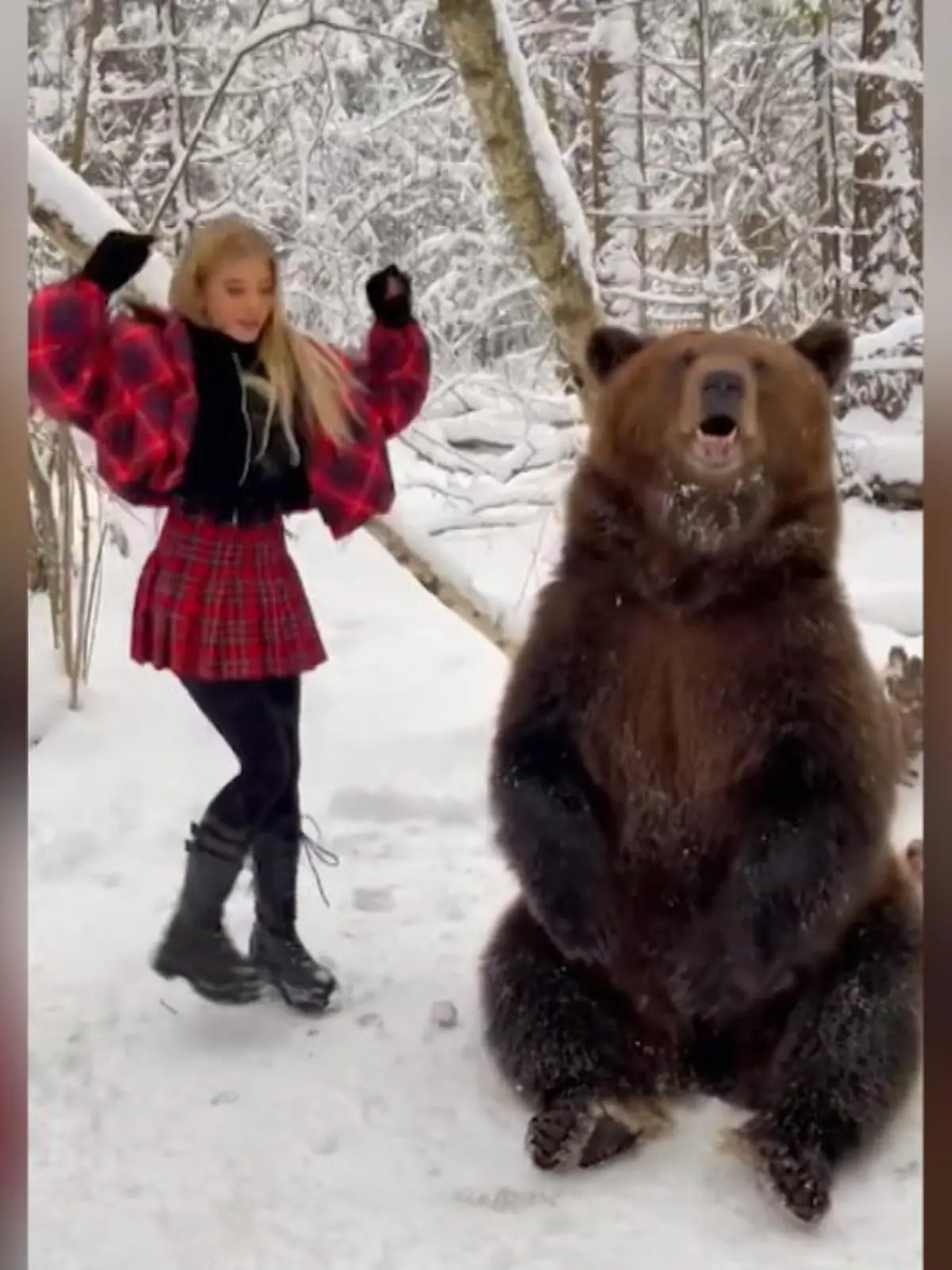 TikTokerin und Model Alla Bruletova tanzt mit einem Bären – man könnte meinen die Szene entspringt einem russischen Märchen. Doch die Wahrheit ist erschreckend – denn wenn Bären Dinge zu Unterhaltungszwecken tun, die sie von Natur aus nicht machen würden, ist das oft ein Zeichen dafür, dass sie mit Angst und Grausamkeit dazu trainiert wurden. Als Bärenjungen der Wildnis entrissen, werden die sogenannten Tanzbären mit Schlägen, Elektroschocks und anderen Praktiken abgerichtet. Nahezu überall ist diese Praxis als Tierquälerei verboten.