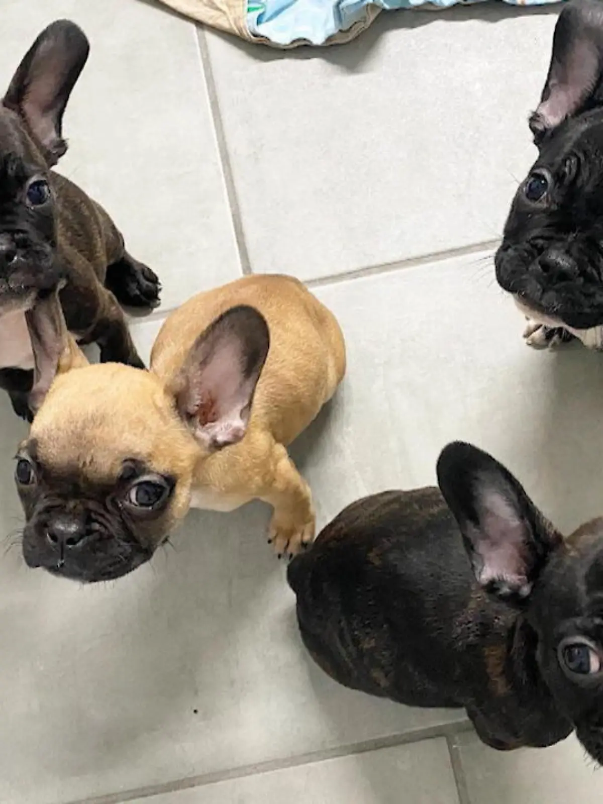 Der illegale Handel mit Hundewelpen floriert vor allem in der Weihnachtszeit, wie das Tierheim Dellbrück Anfang dieser Woche unter Beweis stellt. Die neusten Bewohner dort sind nämlich sieben französische Bulldoggen-Welpen, die  pünktlich zu Weihnachten aus Bulgarien nach Deutschland gebracht wurden - ohne Papiere, dafür mit Krankheiten.