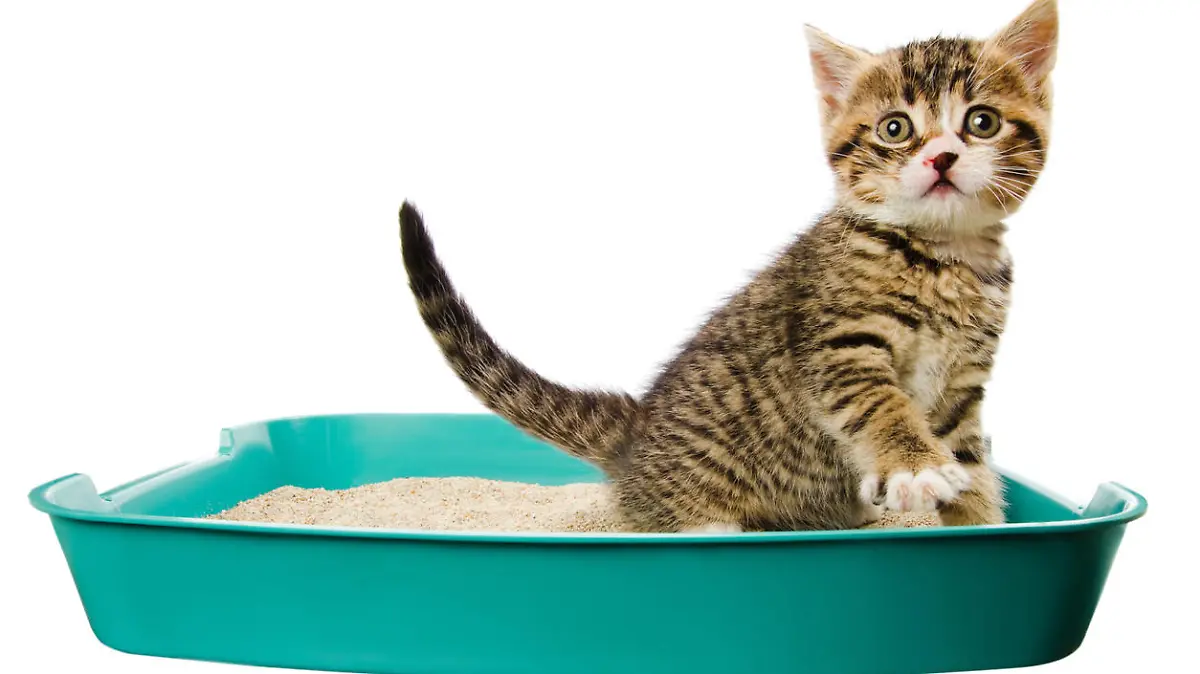 kitten in the litter box, isolated on the white