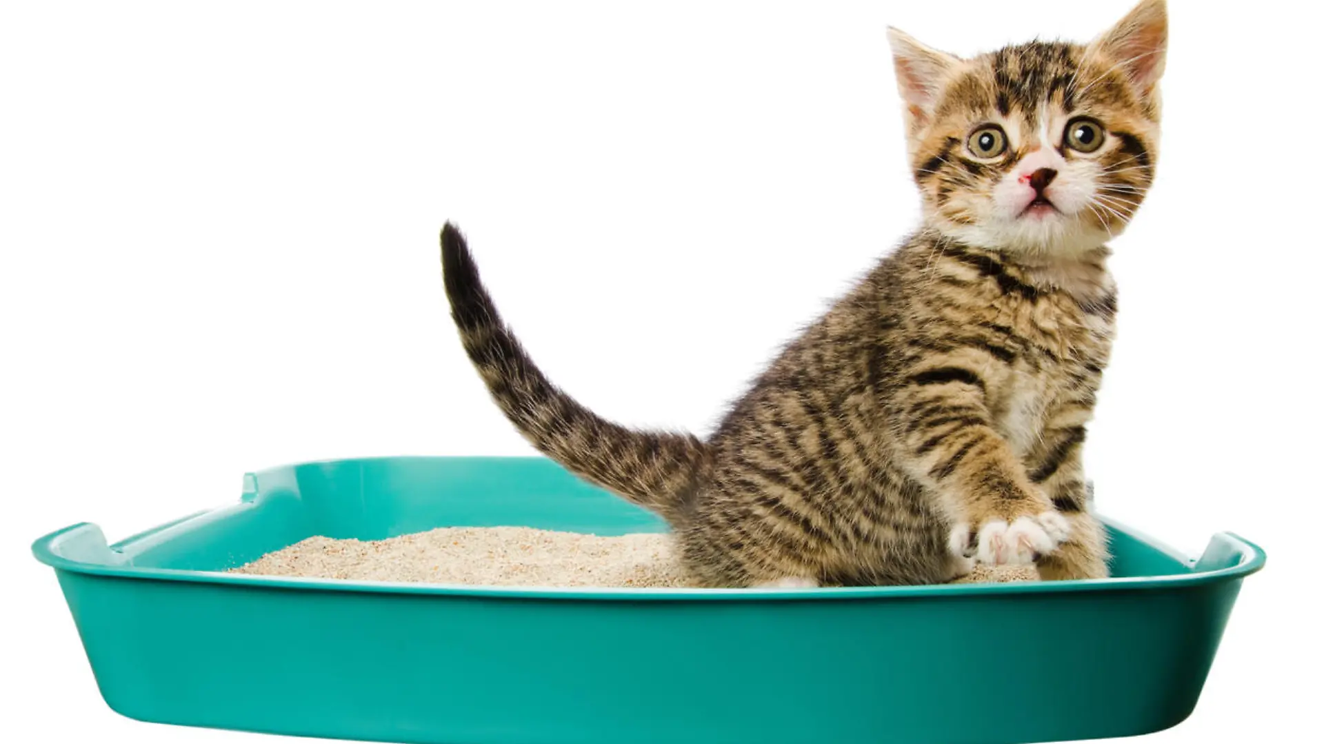 kitten in the litter box, isolated on the white