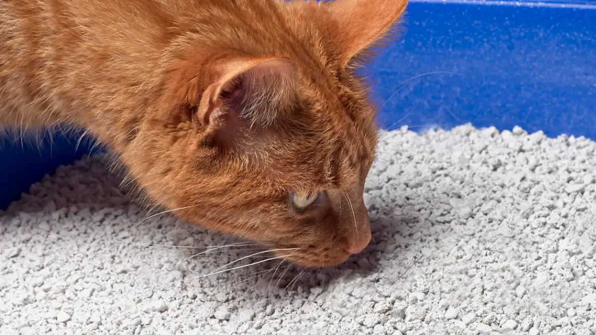 Close up of a ginger cat looking curious into a blue cat litter box.