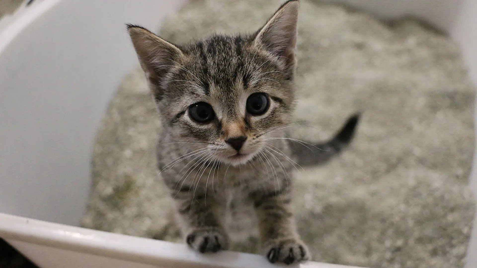 kitten portrait in the cat toilet