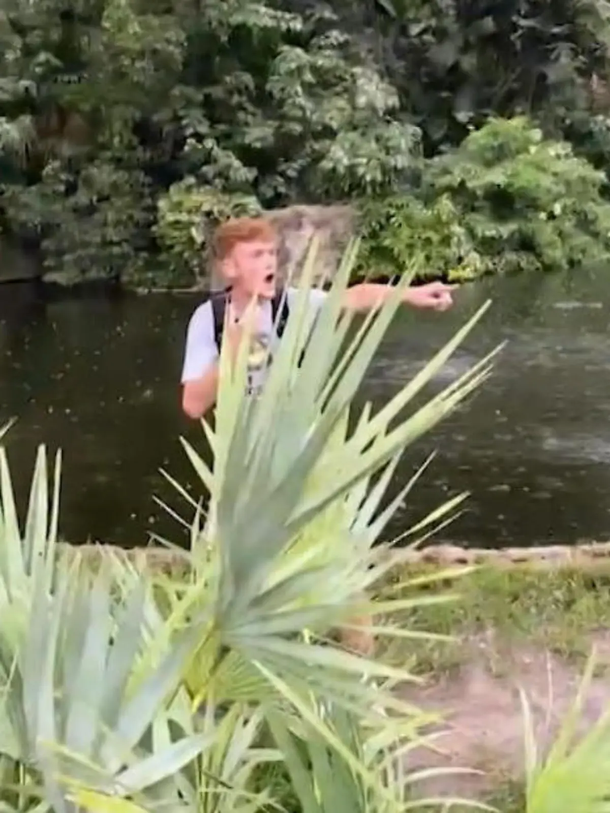 Die einen stehen vorm Gehege und dieser junge Mann dahinter. Der ist nämlich allen Ernstes ins Alligatoren-Gehege geklettert, um den Krokodilen ganz besonders nah zu kommen.