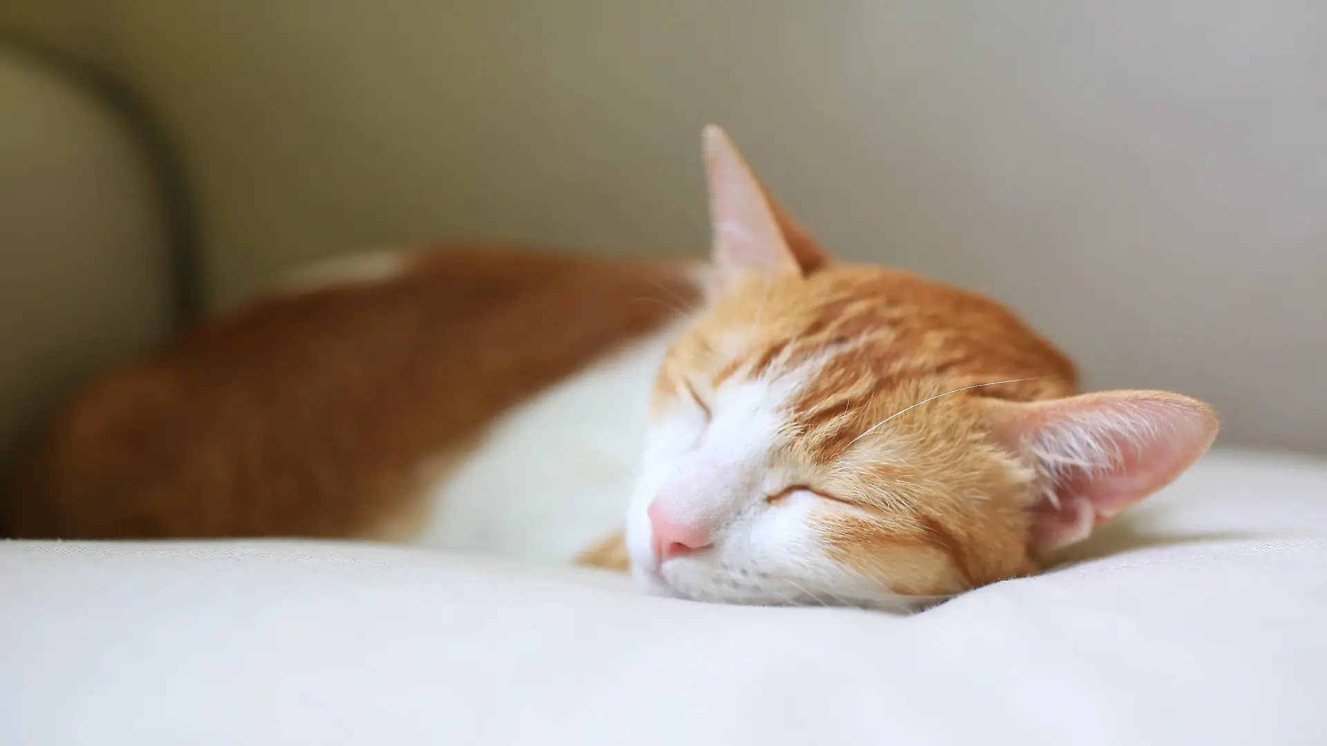 Im Römischen Reich wird der Sonntag Ruhetag, 1700. Jahrestag am 3. Juli Star date, rest, cat, small cat, PUBLICATIONxNOTxINxCHN 671911993887162373