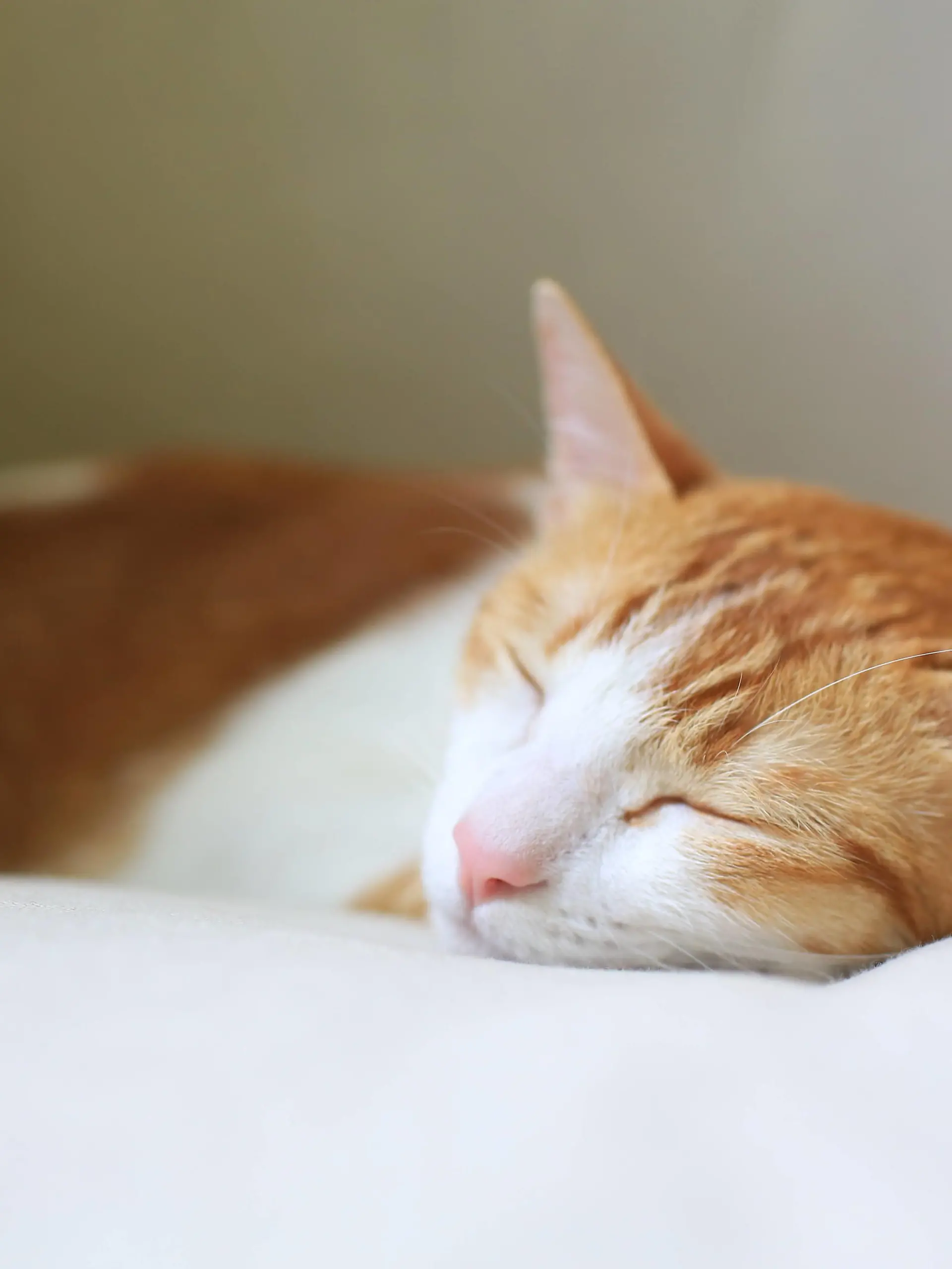 Im Römischen Reich wird der Sonntag Ruhetag, 1700. Jahrestag am 3. Juli Star date, rest, cat, small cat, PUBLICATIONxNOTxINxCHN 671911993887162373