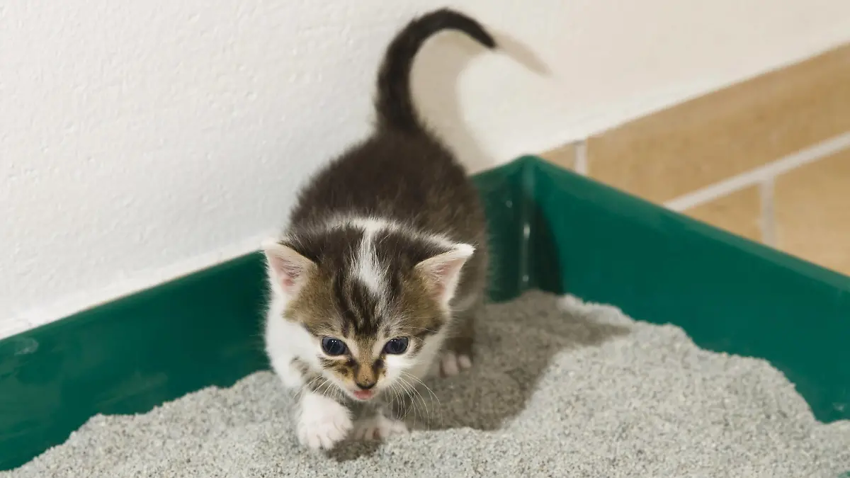 Eine kleine Katze tapst in ihr Katzenklo.