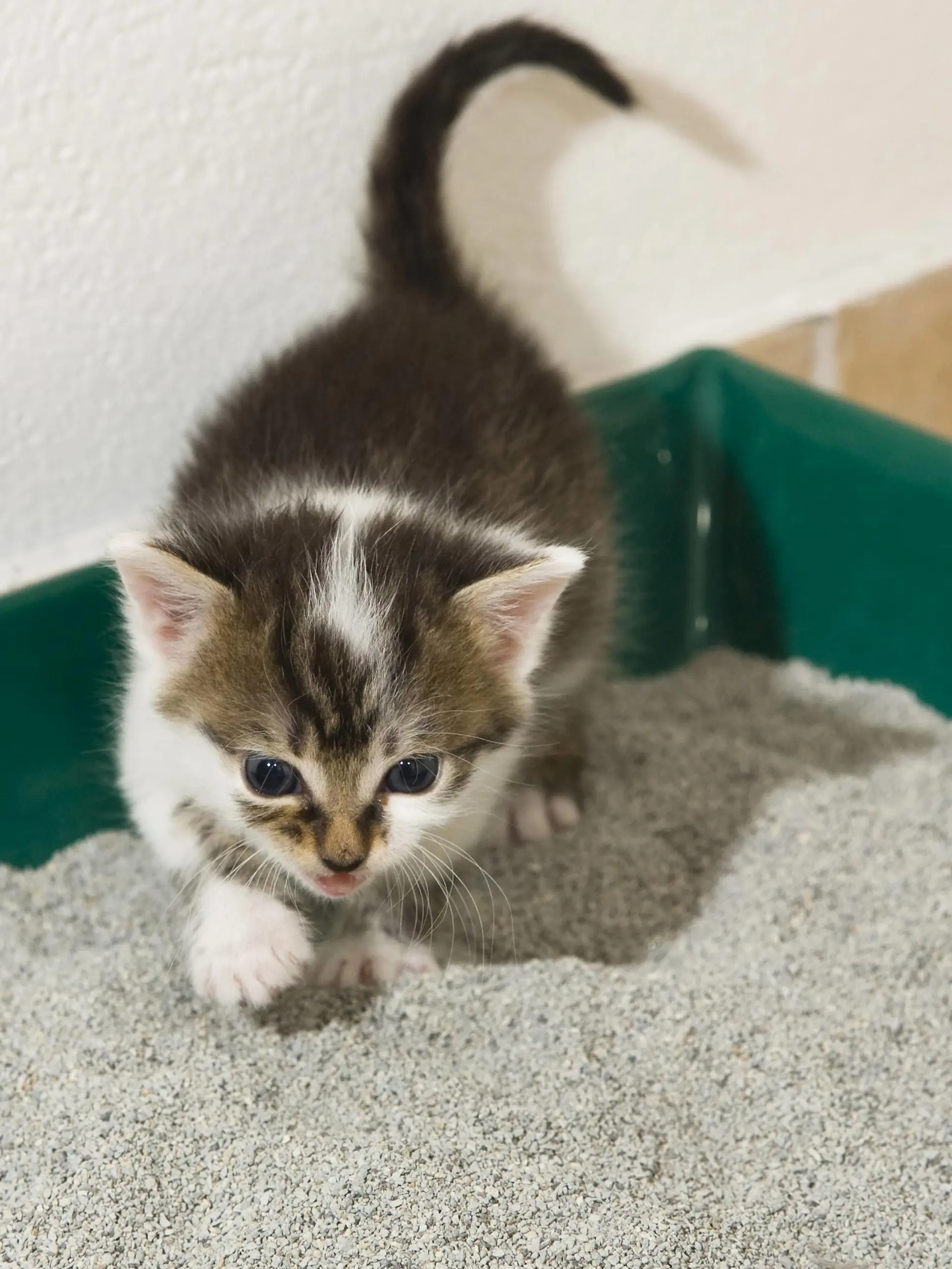 Eine kleine Katze tapst in ihr Katzenklo.