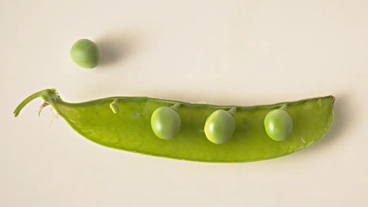 Erbsen