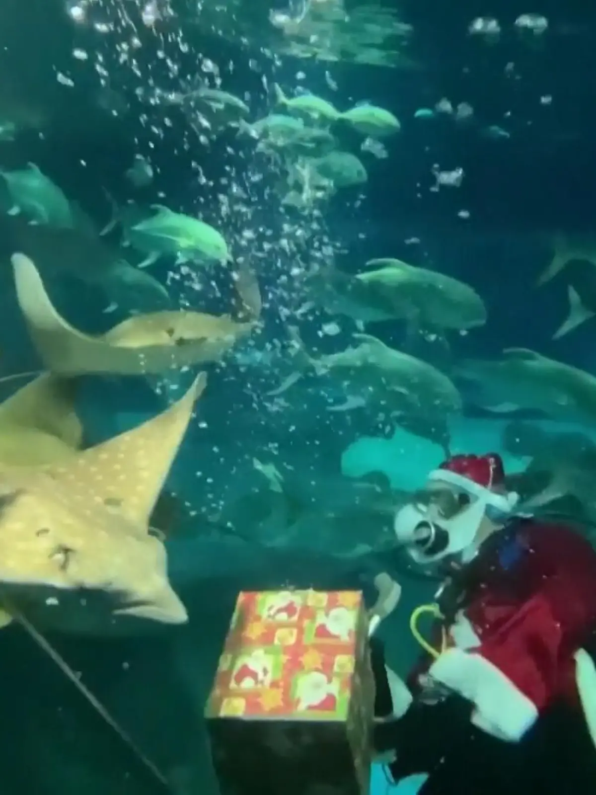 Bei uns kommt der Weihnachtsmann ganz traditionell mit einem Sack voller Geschenke oder alternativ das Christkind und sorgt für viele schöne Präsente unterm Tannenbaum. Doch in anderen Ländern herrschen andere Sitten