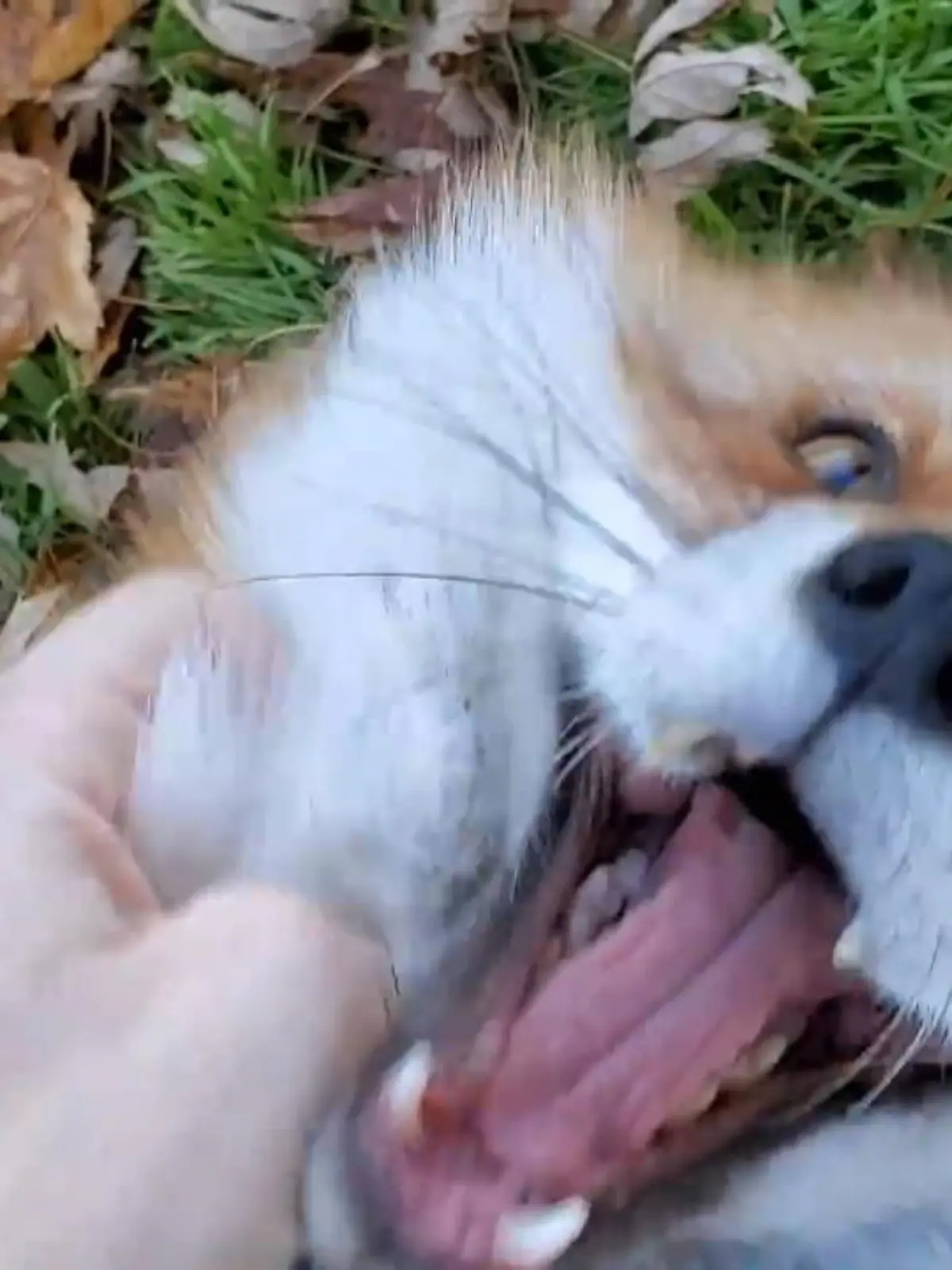 Eine Mitarbeiterin der Tierauffangstation SaveAFox hat diesem Vierbeiner das zauberhafte Kichern entlockt. Wie lustig sich das anhört? Hören sie selbst - im Video.