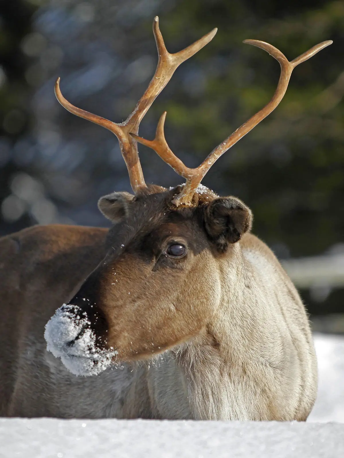 Ren, Rentier, Karibu (Rangifer tarandus), Portrait eines Rentiers im verschneiten Lappland, Finnland, Lappland | reindeer, caribou (Rangifer tarandus), portrait of a reindeer in the snowy Lapland, Finland, Lapland | Verwendung weltweit