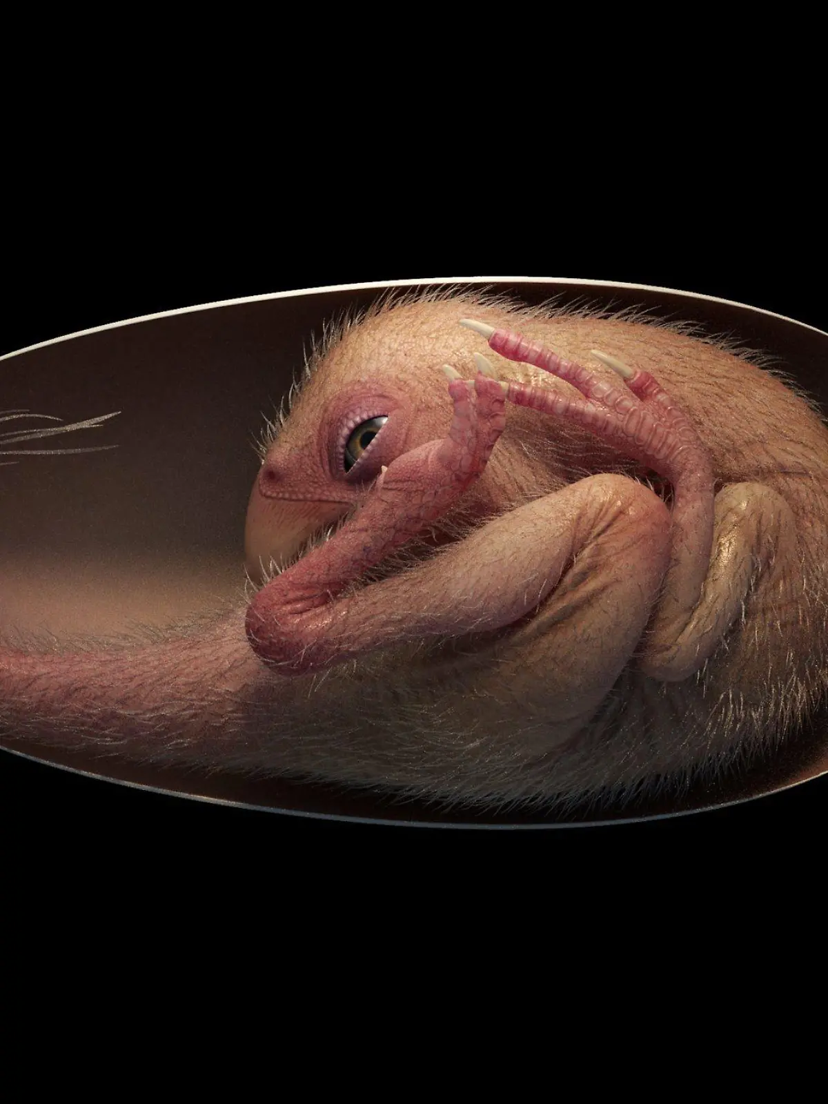 Südchina: Dinosaurier Embryo bringt die Forschung weiter voran.