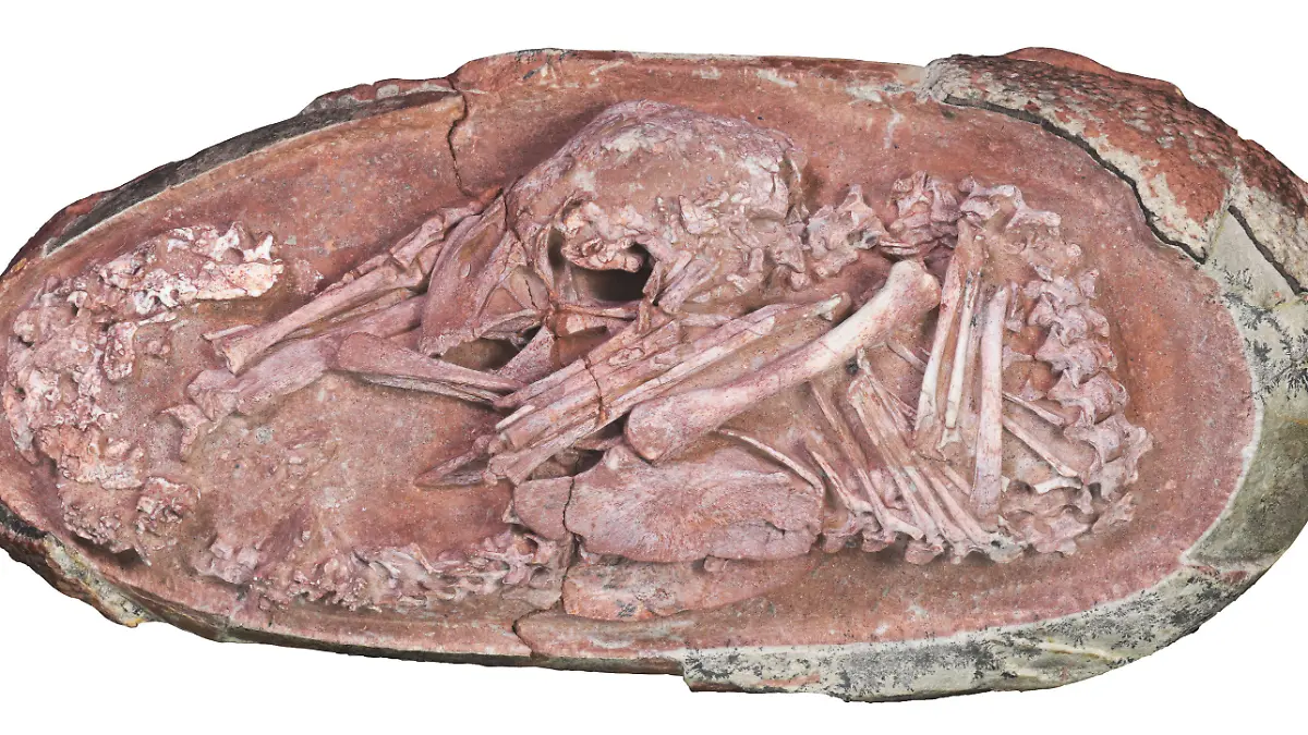 ACHTUNG: SPERRFRIST 21. DEZEMBER 17:00 UHR. ACHTUNG: DIESER BEITRAG DARF NICHT VOR DER SPERRFRIST - HANDOUT - 16.12.2021, ---: Foto des Oviraptorosaurier-Embryos «Baby Yingliang». Ein erstaunlich gut erhaltenes Skelett eines Dinosaurier-Embryos in einem versteinerten Ei hat neue Erkenntnisse über die Entwicklung der urzeitlichen Tiere gebracht. (zu dpa «Blick in versteinertes Ei: Dino-Baby kauerte wie ein Vogel-Küken») Foto: Xing et al./iScience/dpa - ACHTUNG: Nur zur redaktionellen Verwendung im Zusammenhang mit der aktuellen Berichterstattung und nur mit vollständiger Nennung des vorstehenden Credits +++ dpa-Bildfunk +++