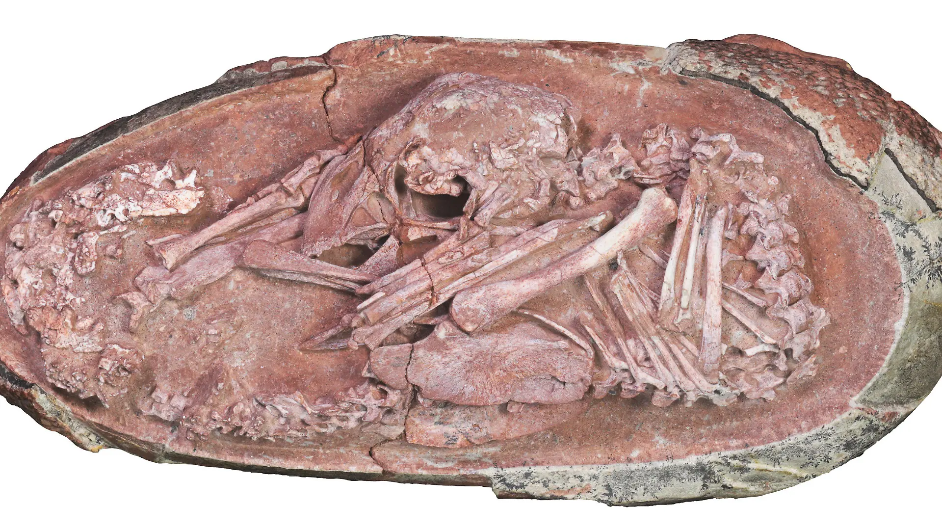 ACHTUNG: SPERRFRIST 21. DEZEMBER 17:00 UHR. ACHTUNG: DIESER BEITRAG DARF NICHT VOR DER SPERRFRIST - HANDOUT - 16.12.2021, ---: Foto des Oviraptorosaurier-Embryos «Baby Yingliang». Ein erstaunlich gut erhaltenes Skelett eines Dinosaurier-Embryos in einem versteinerten Ei hat neue Erkenntnisse über die Entwicklung der urzeitlichen Tiere gebracht. (zu dpa «Blick in versteinertes Ei: Dino-Baby kauerte wie ein Vogel-Küken») Foto: Xing et al./iScience/dpa - ACHTUNG: Nur zur redaktionellen Verwendung im Zusammenhang mit der aktuellen Berichterstattung und nur mit vollständiger Nennung des vorstehenden Credits +++ dpa-Bildfunk +++