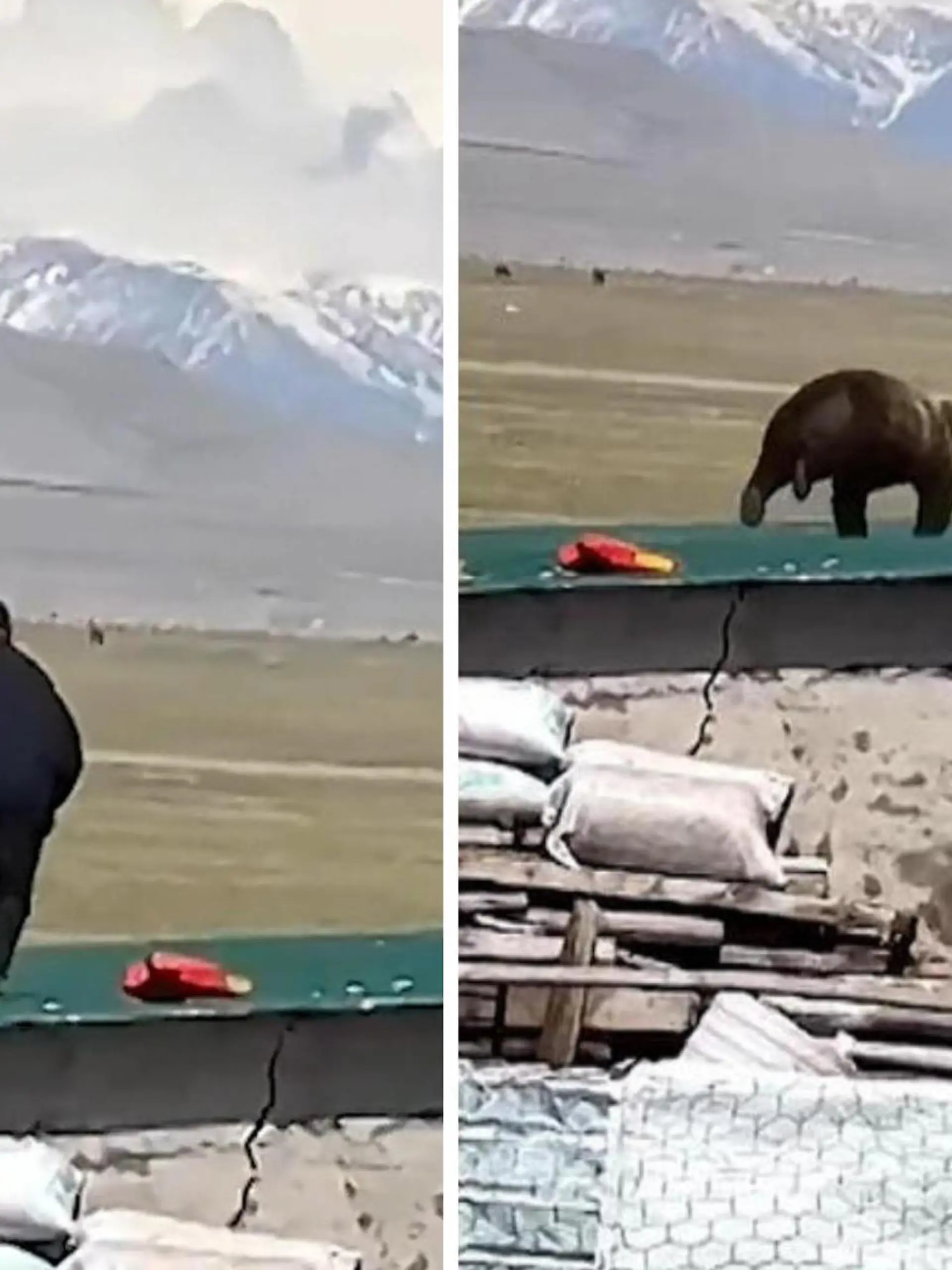 Ein Braunbär verirrte sich auf den Hof eines Viehhirten in China. Der rief die Polizei, damit sie den Bären fangen. Doch vom Jäger werden die zum Gejagten. Der Bär springt aufs Dach und hetzt hinter den Polizisten her.