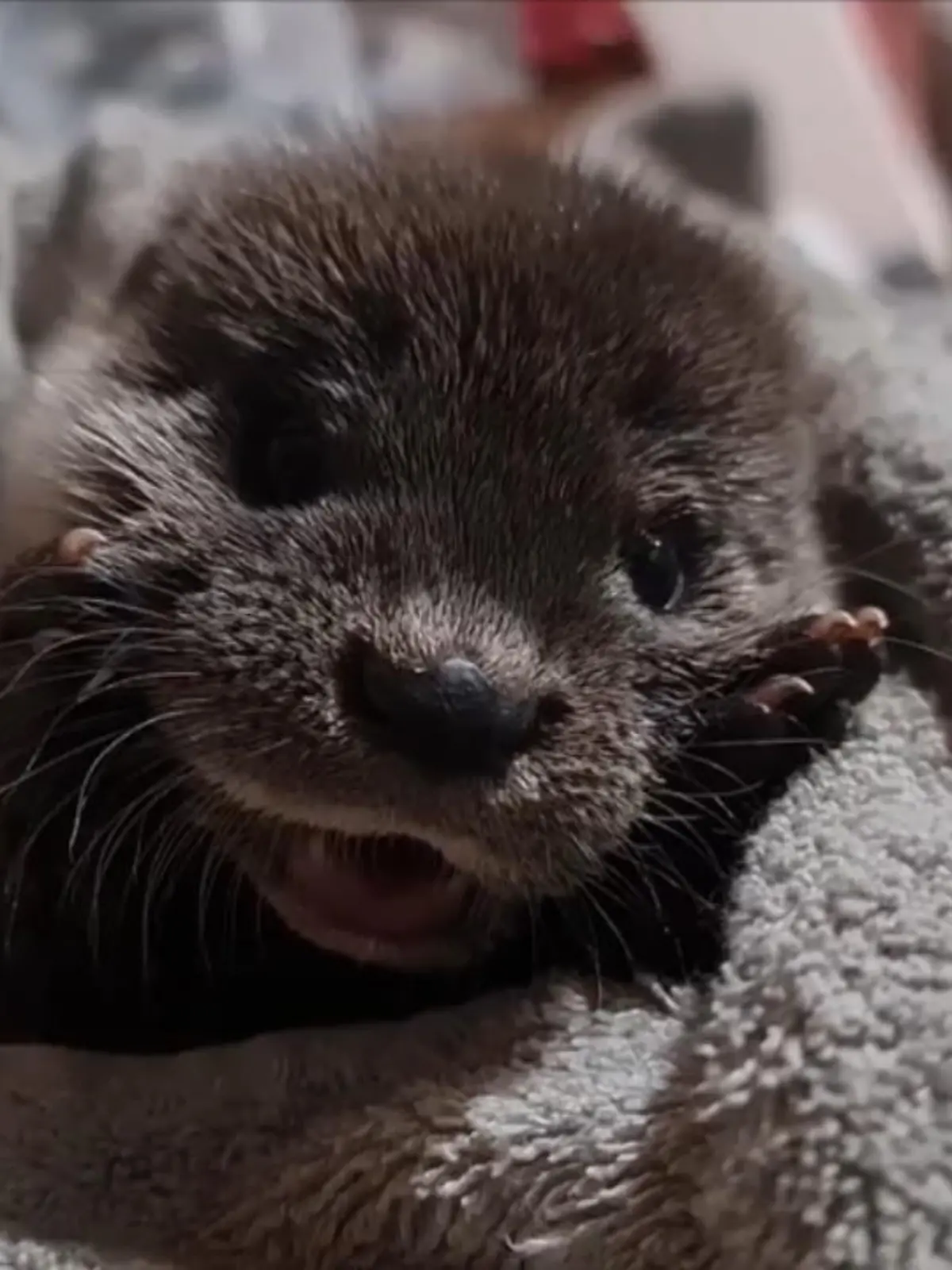 Was ein Glück, dass Ottilie bei diesen Temperaturen jetzt nicht mehr alleine da draußen sein muss. Denn die Wildtierrettung Berlin hat das Otterkind ohne Mutter gefunden und zieht es jetzt mit der Flasche groß.
