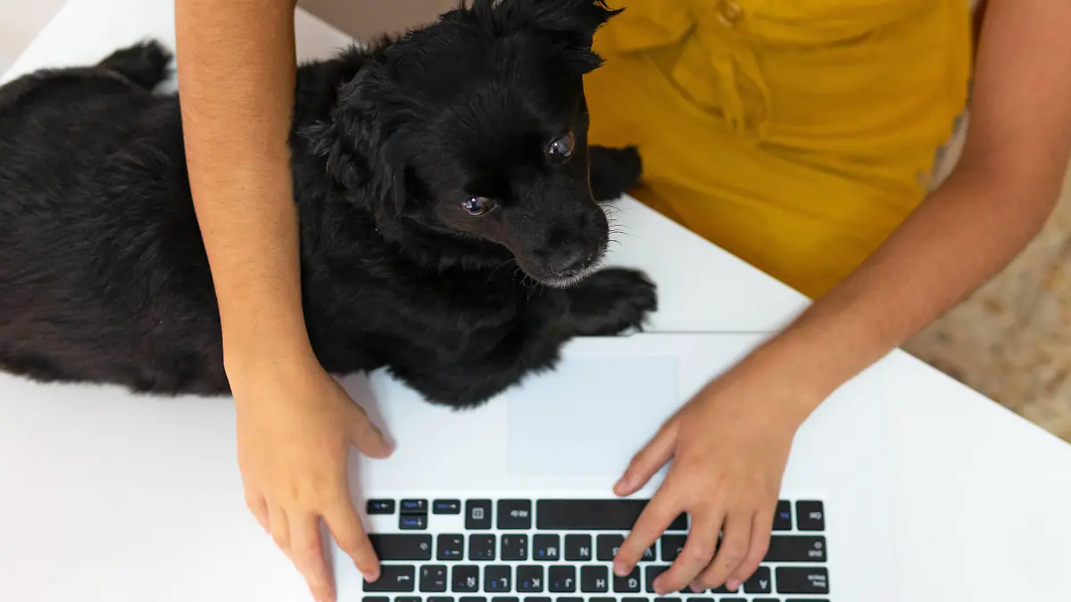  Top view of unrecognizable female entrepreneur sitting at table with cute puppy and typing on laptop while working remotely at home Copyright: xDavidxMunozx