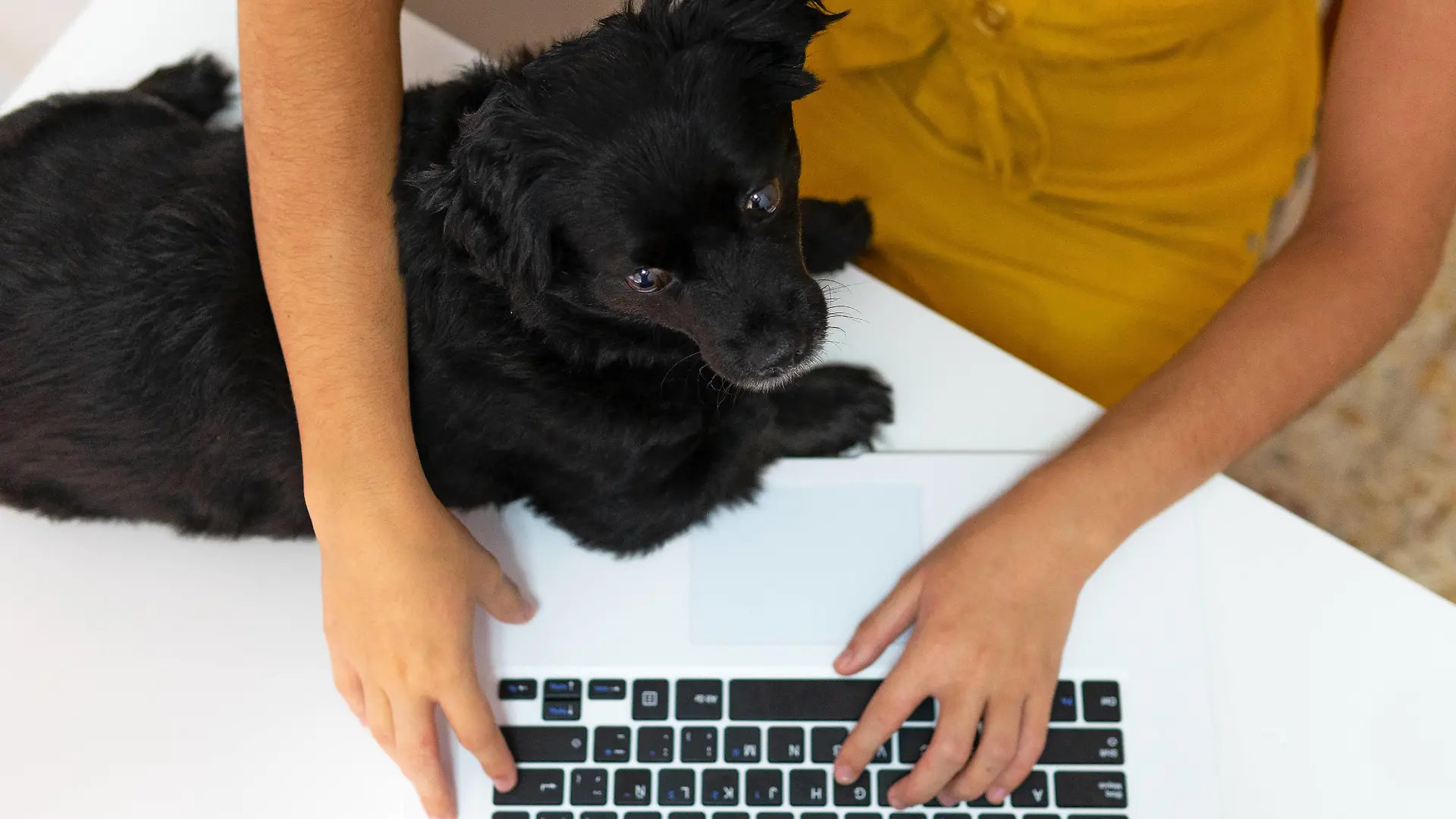 Top view of unrecognizable female entrepreneur sitting at table with cute puppy and typing on laptop while working remotely at home Copyright: xDavidxMunozx