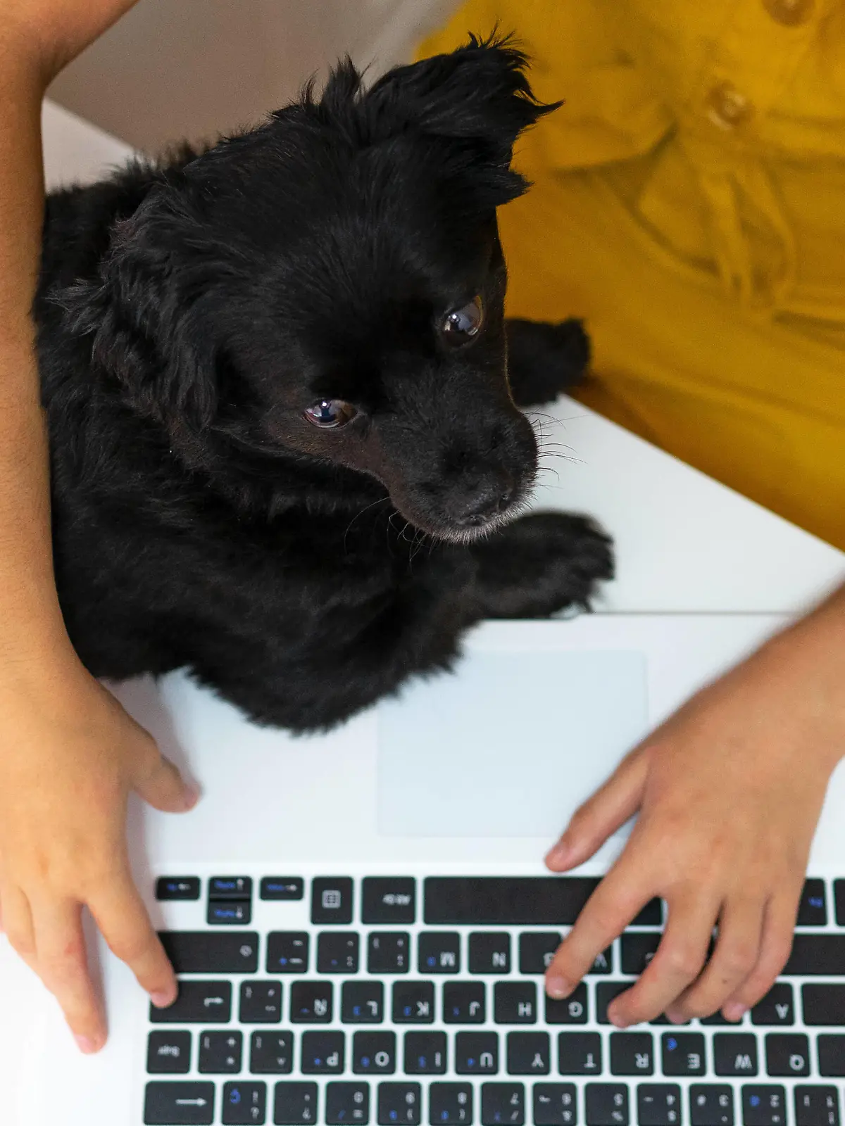  Top view of unrecognizable female entrepreneur sitting at table with cute puppy and typing on laptop while working remotely at home Copyright: xDavidxMunozx