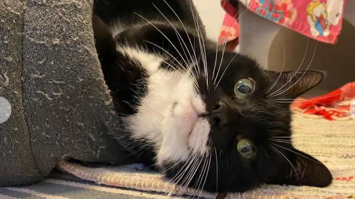 Lady Felix wird auch dieses Weihnachtsfest im Tierheim verbringen.