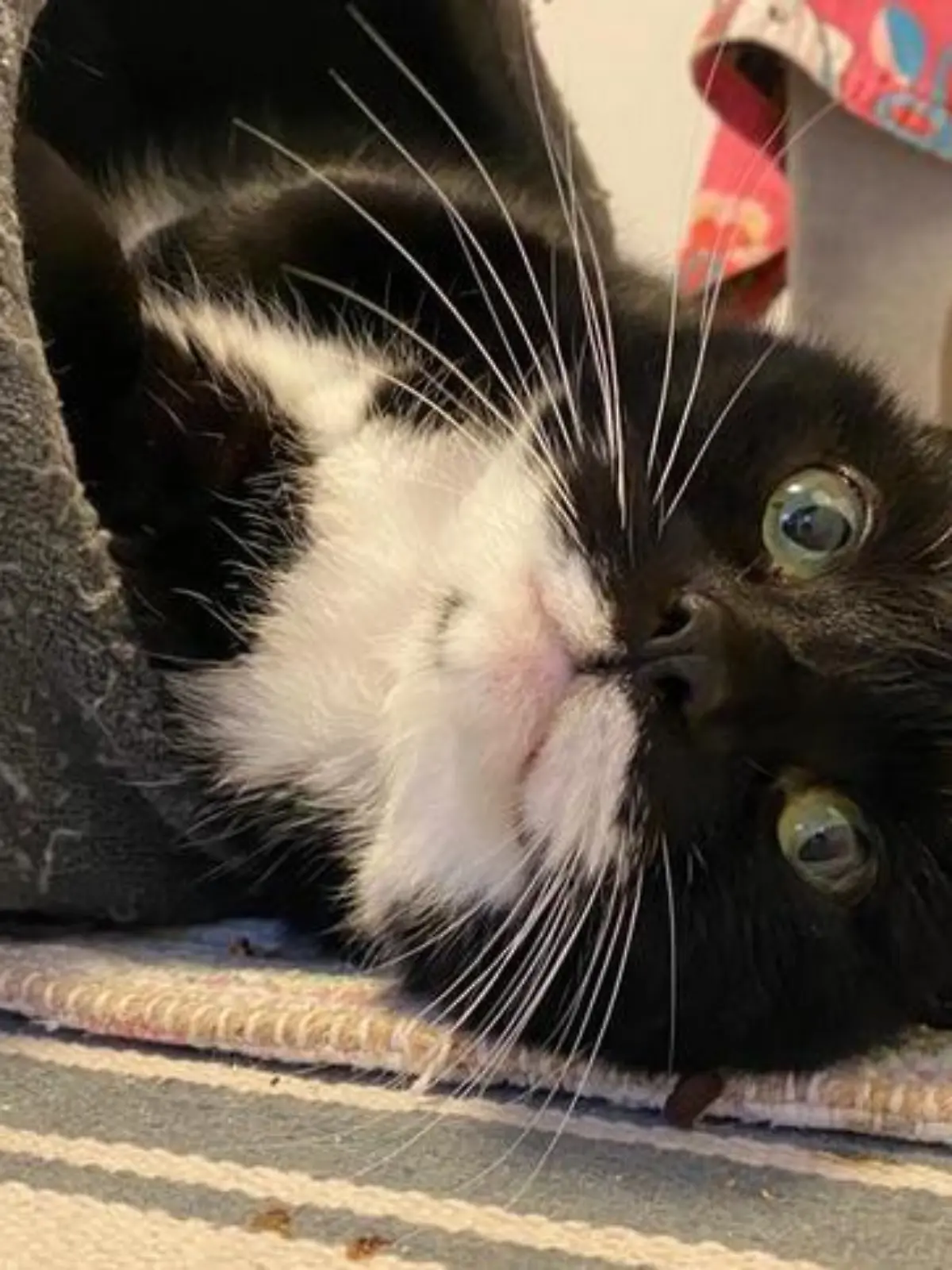 Lady Felix wird auch dieses Weihnachtsfest im Tierheim verbringen.
