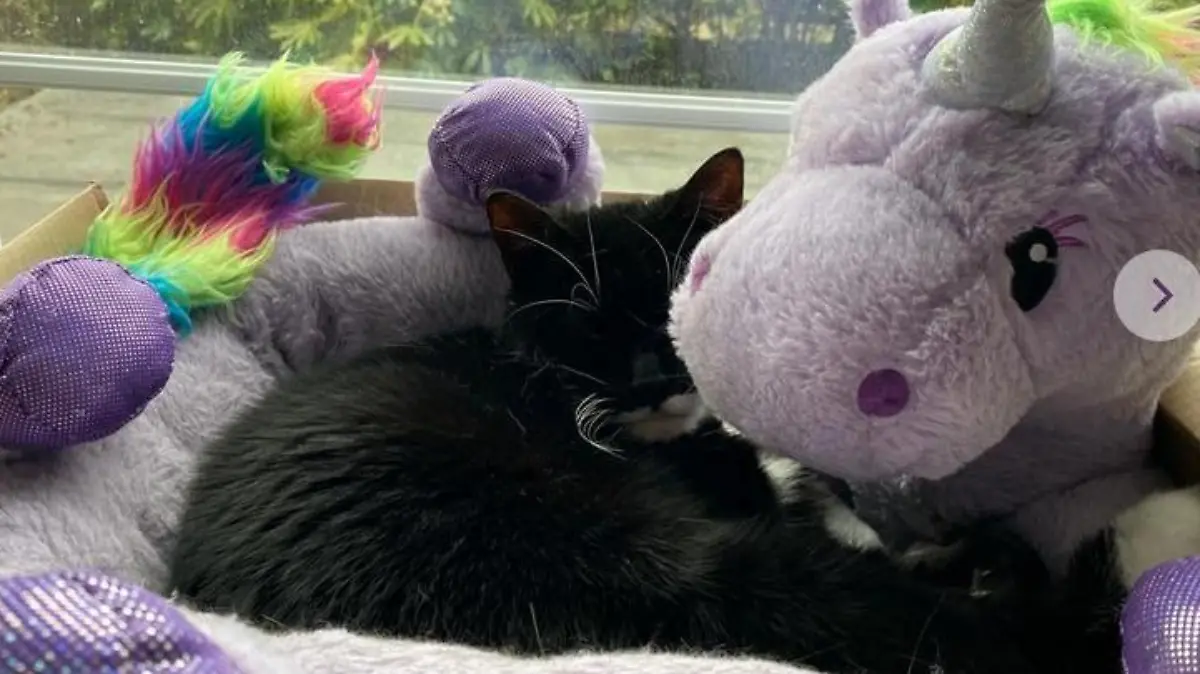 Mit ihrem Plüsch-Einhorn kuschelt Lady Felix am liebsten.