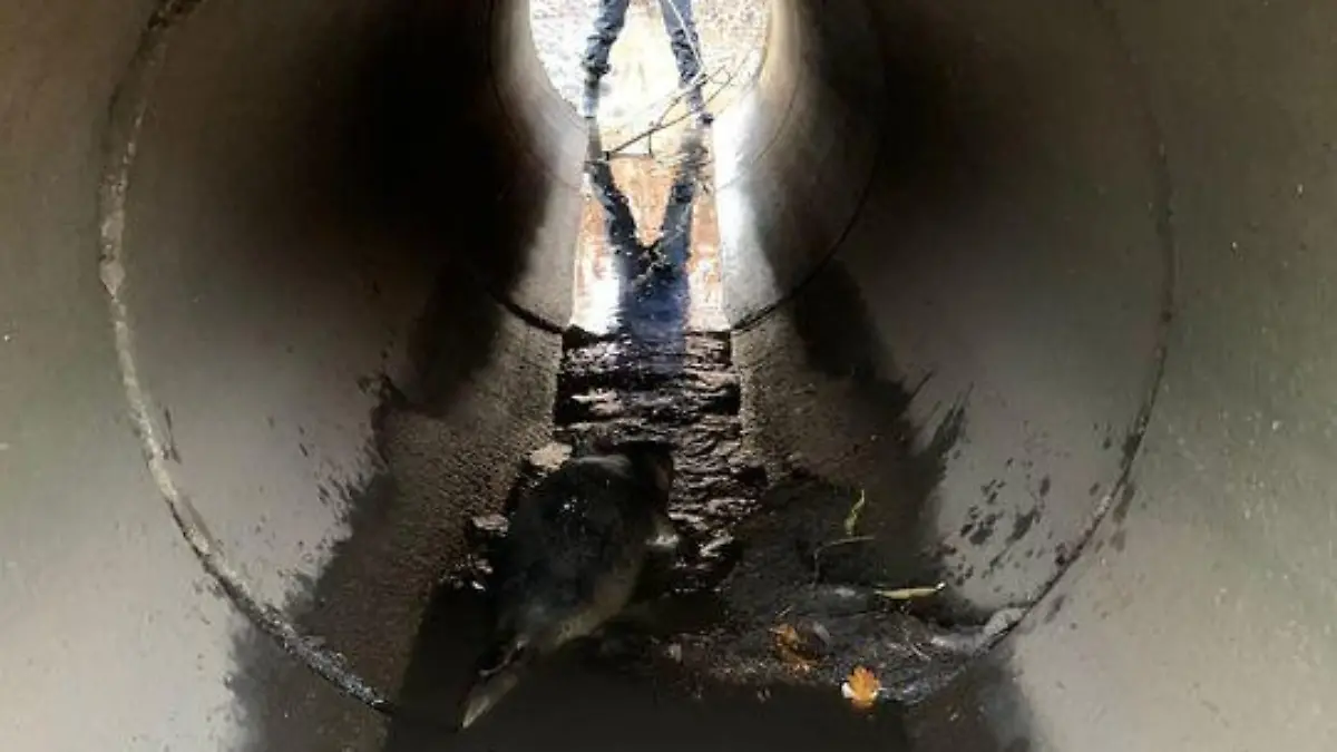 In einem Seitenkanal eines Sees finden die Beamten die kleine Robbe.