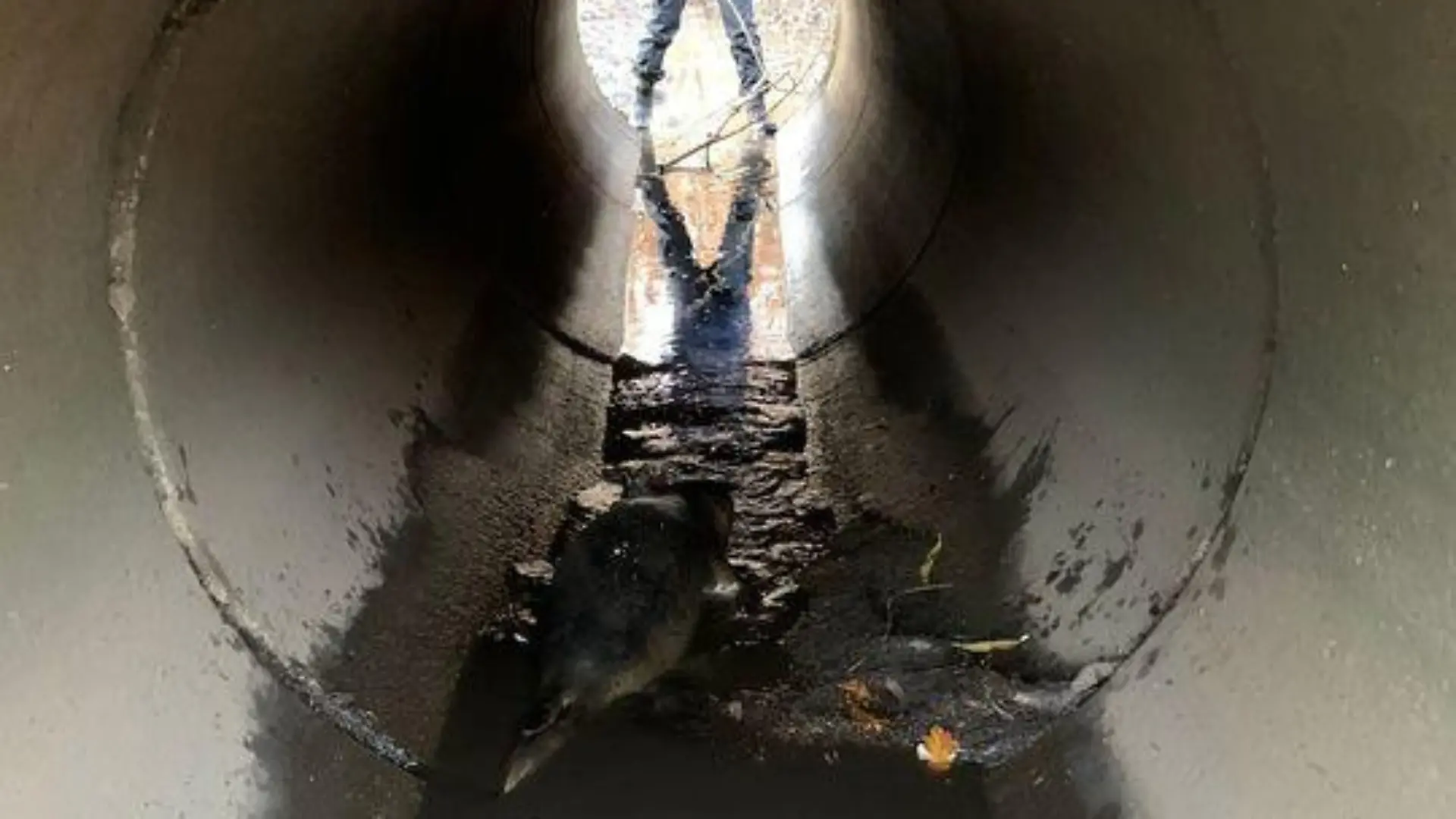 In einem Seitenkanal eines Sees finden die Beamten die kleine Robbe.