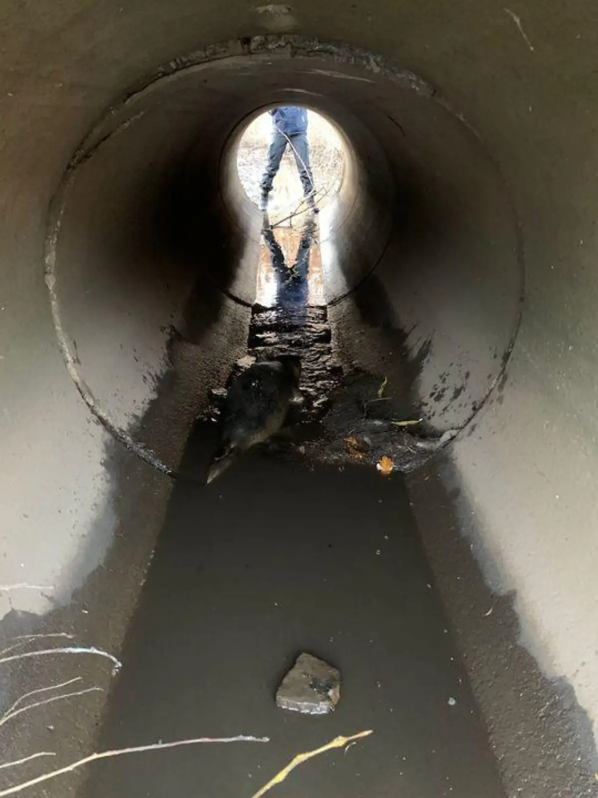 In einem Seitenkanal eines Sees finden die Beamten die kleine Robbe.