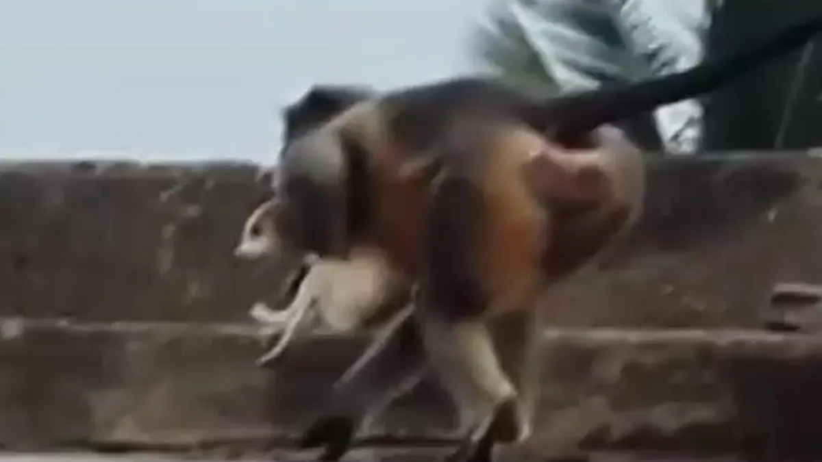 In dem indischen Ort Lavool sollen Affen mehr als 200 junge Hunde getötet haben.