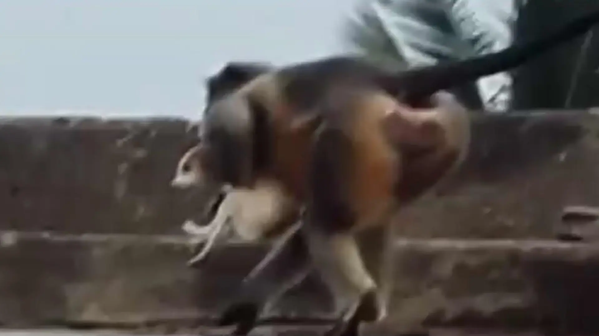 In dem indischen Ort Lavool sollen Affen mehr als 200 junge Hunde getötet haben.
