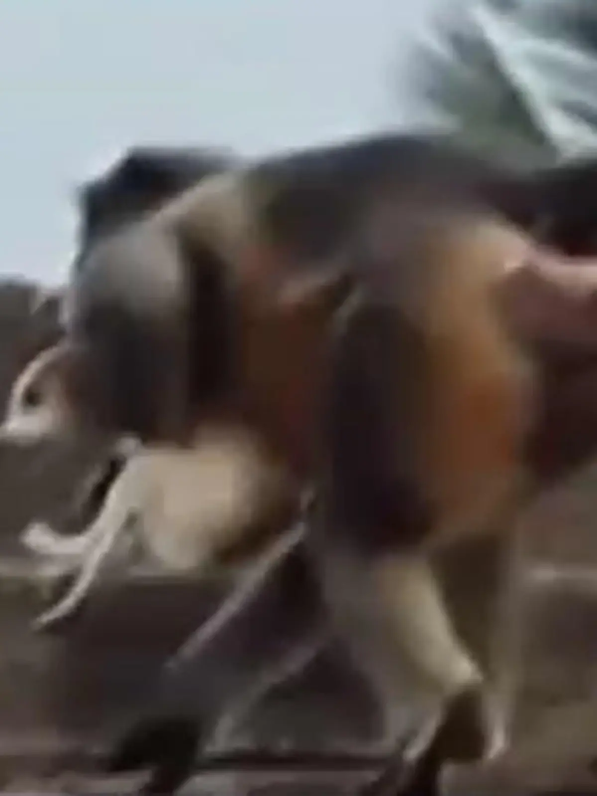 In dem indischen Ort Lavool sollen Affen mehr als 200 junge Hunde getötet haben.