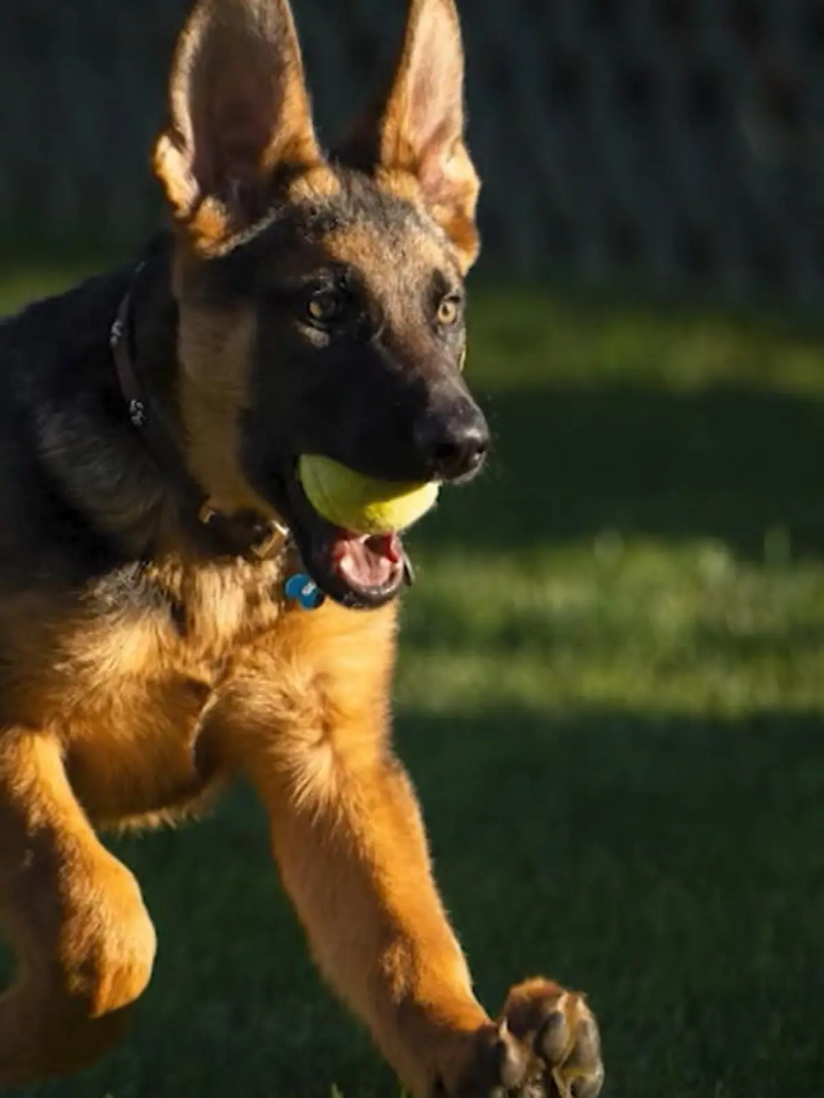 US-Präsident Joe Biden hat einen neuen Hund bei sich im Weißen Haus aufgenommen. Biden stellte den Welpen "Commander" am Montag mit einem Foto und einem kurzen Video bei Twitter vor.