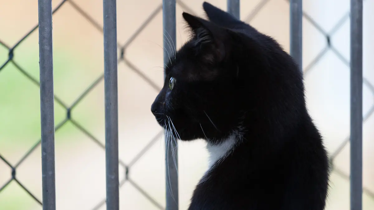 black cat looking longingly through railings into freedom - back view
