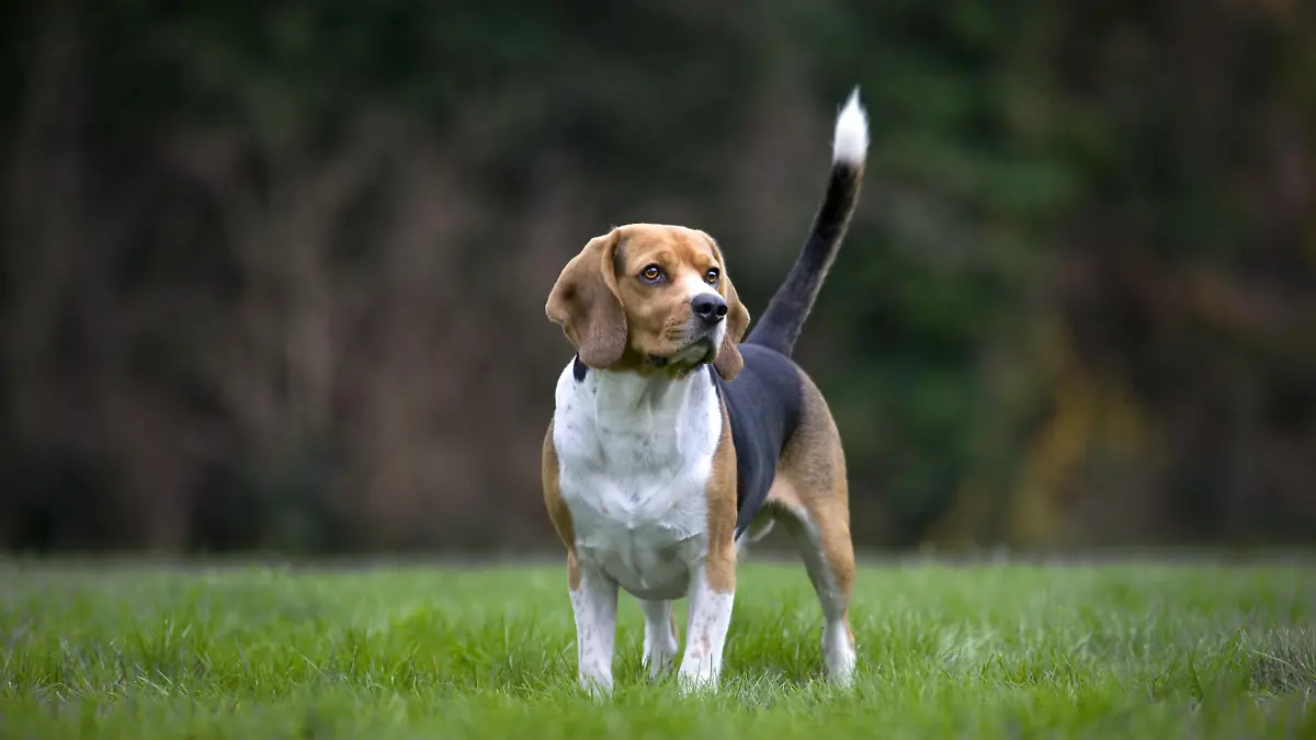 Tricolour Beagle Hund im Garten