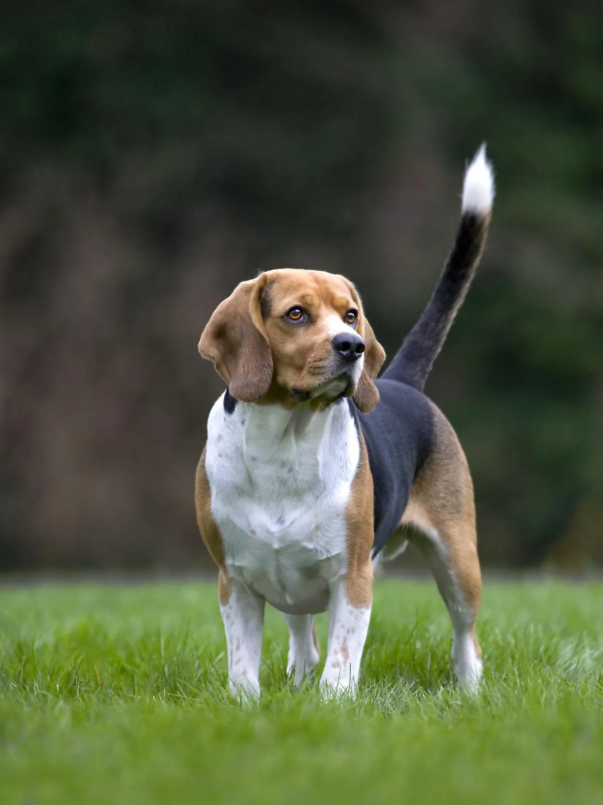 Tricolour Beagle Hund im Garten
