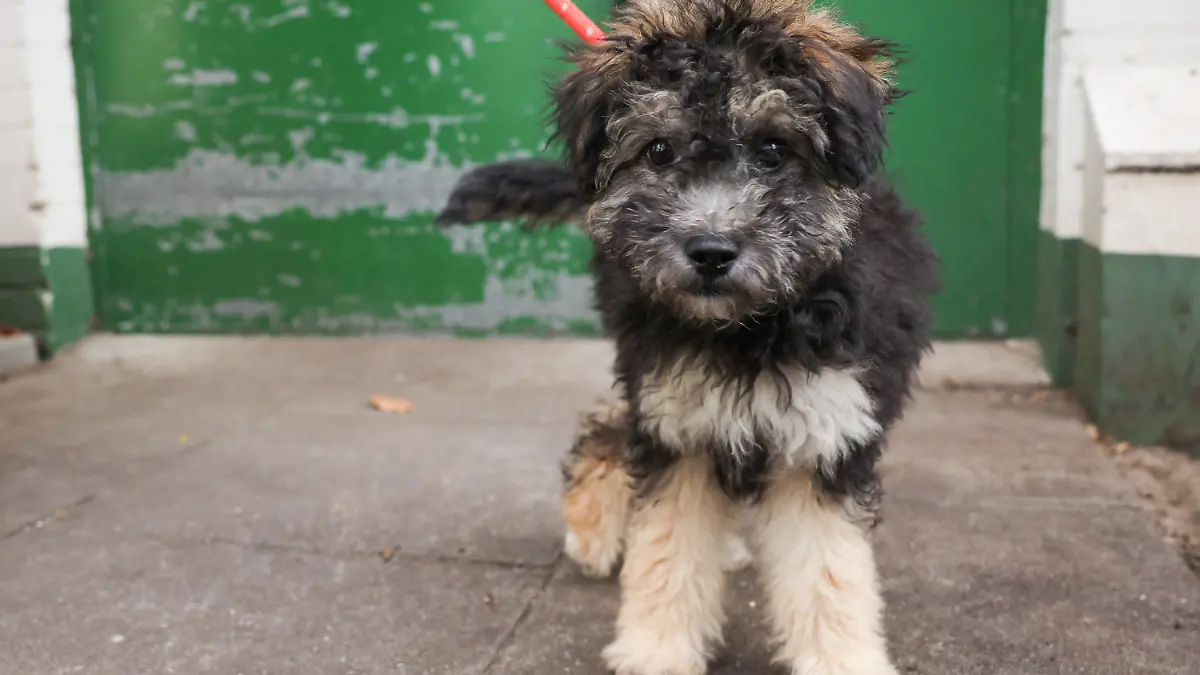16.12.2021, Hamburg: Leo, ein Mischlingswelpen, steht vor einem Hundehaus im Tierheim in der Süderstraße. Als Folge des Haustierbooms während der Corona-Lockdowns geraten viele deutsche Tierheime an ihre Grenzen. Foto: Christian Charisius/dpa +++ dpa-Bildfunk +++