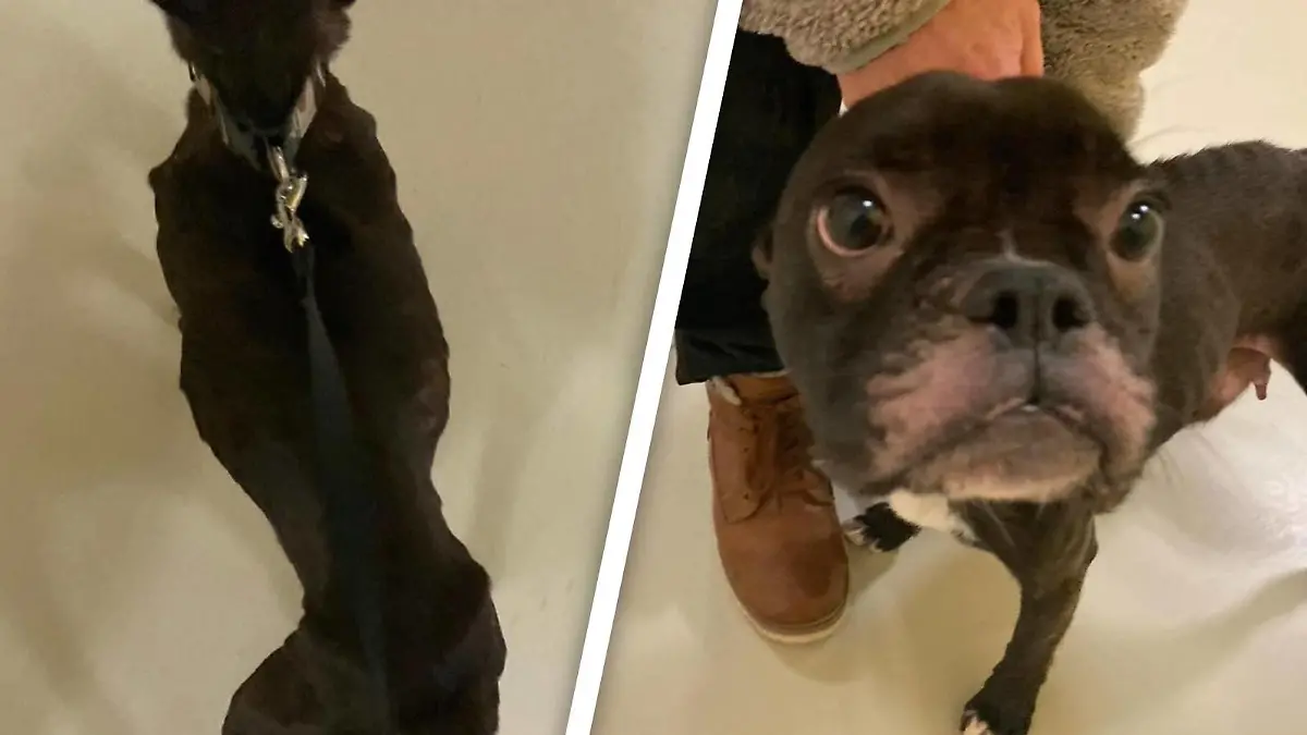 Bulldogge Uschi war bis auf die Knochen abgemagert