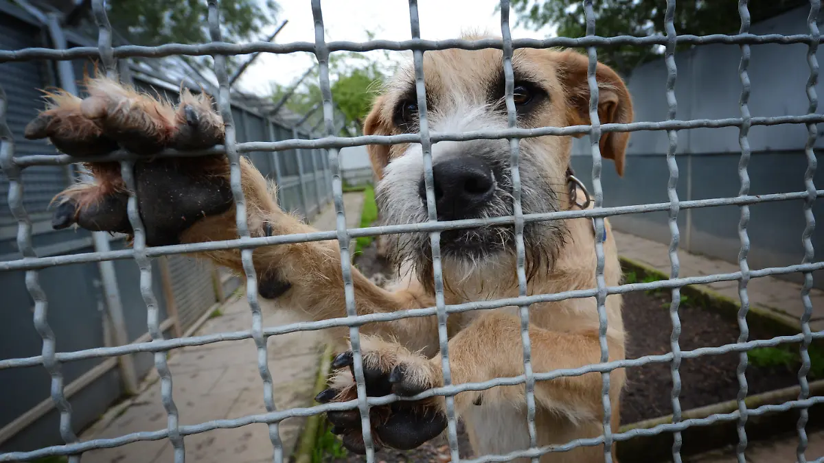 ARCHIV - Ein Hund wartet am 29.05.2013 in Stuttgart (Baden-Württemberg) im Tierheim auf ein Zuhause. In den Sommermonaten landen nach Angaben des Deutschen Tierschutzbundes deutlich mehr Hunde, Katzen und Kleintiere in deutschen Tierheimen als in anderen Jahreszeiten. Fast 70 000 Haustiere treffe es jährlich rund um den Haupturlaub. Foto: Franziska Kraufmann/dpa (Zu lsw Korr: «Vor dem Urlaub bleiben tausende Tiere auf der Strecke» vom 30.07.2013) +++(c) dpa - Bildfunk+++