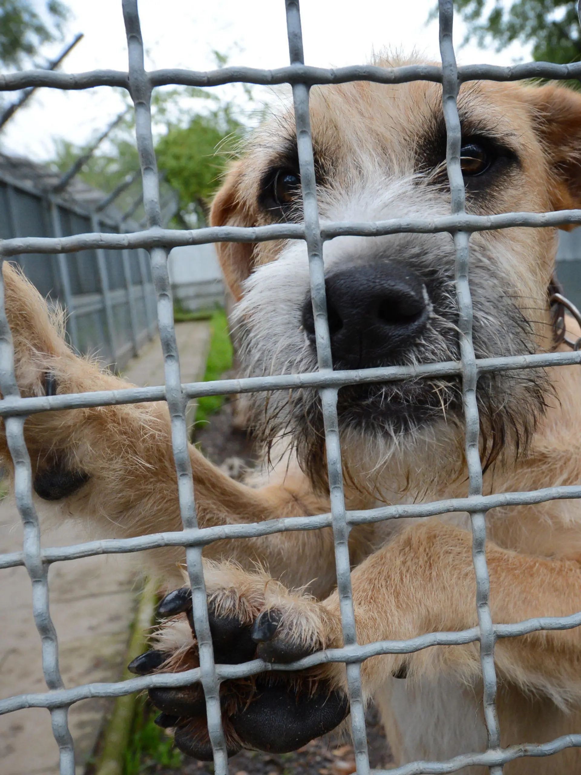 ARCHIV - Ein Hund wartet am 29.05.2013 in Stuttgart (Baden-Württemberg) im Tierheim auf ein Zuhause. In den Sommermonaten landen nach Angaben des Deutschen Tierschutzbundes deutlich mehr Hunde, Katzen und Kleintiere in deutschen Tierheimen als in anderen Jahreszeiten. Fast 70 000 Haustiere treffe es jährlich rund um den Haupturlaub. Foto: Franziska Kraufmann/dpa (Zu lsw Korr: «Vor dem Urlaub bleiben tausende Tiere auf der Strecke» vom 30.07.2013) +++(c) dpa - Bildfunk+++