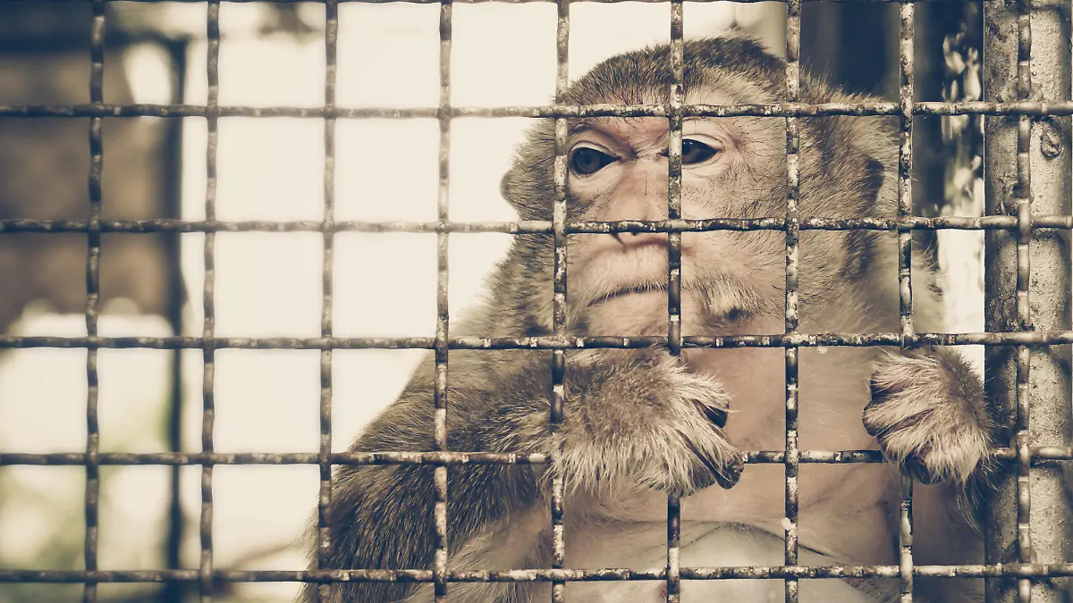 Monkey feeling sad in the cage / Animal rights concept