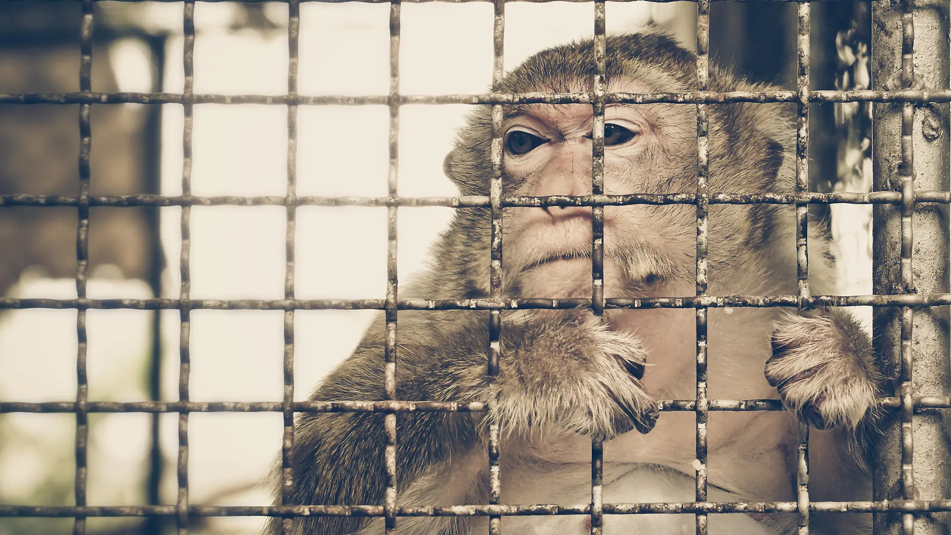 Monkey feeling sad in the cage / Animal rights concept