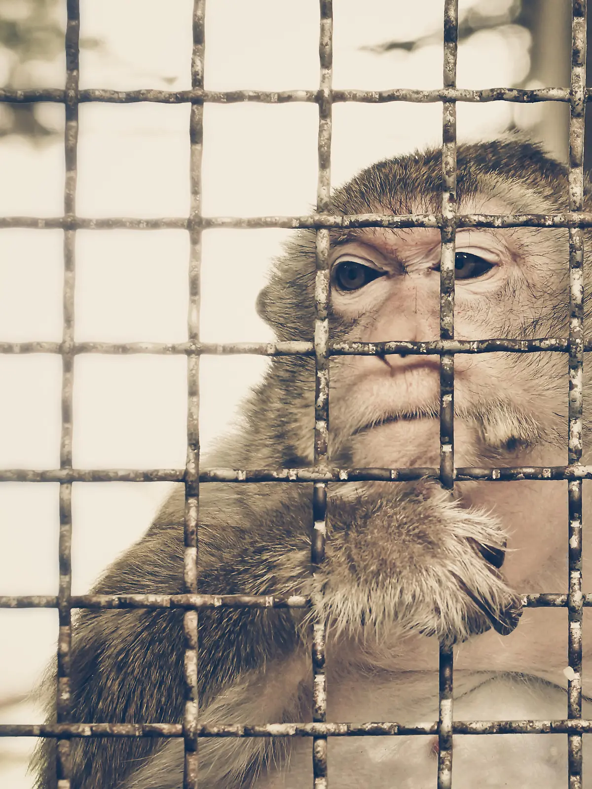 Monkey feeling sad in the cage / Animal rights concept
