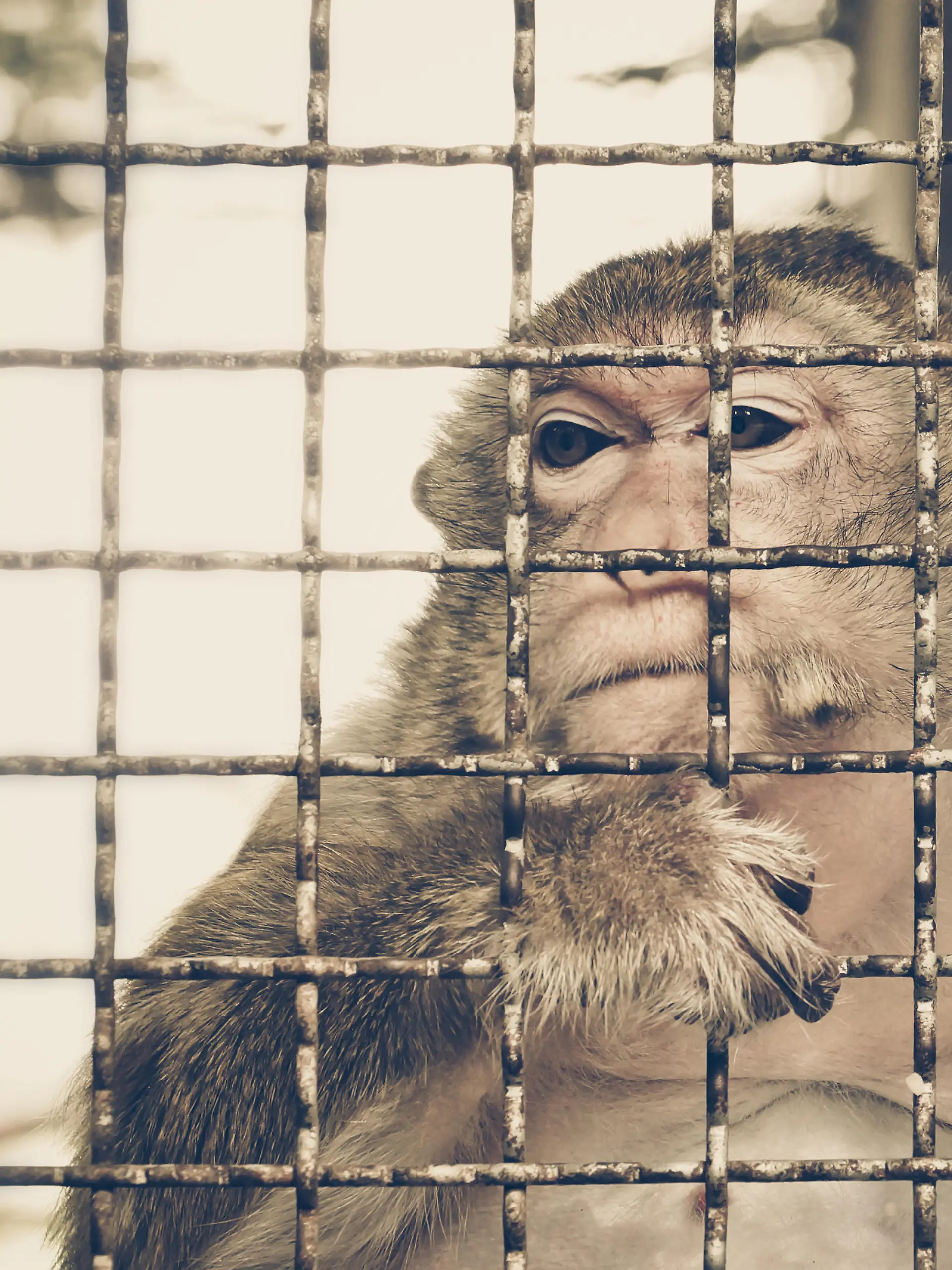 Monkey feeling sad in the cage / Animal rights concept