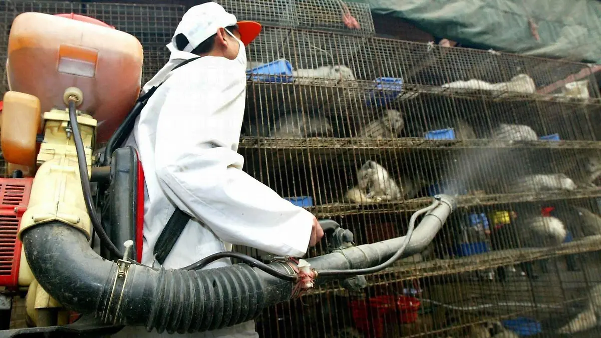 Ein Arbeiter desinfiziert am 6.1.2004 auf einem Wildtiermarkt in Guangzhou Käfige mit Larvenrollern. Der aktuelle bestätigte Sars-Fall ist nach Angaben von Wissenschaftlern möglicherweise auf Wildtiere zurückzuführen, die in Südchina als Delikatesse verspeist werden. Die Gesundheitsbehörden in Guangdong ordneten sofort die Tötung von schätzungsweise 10000 Larvenrollern an, einer Schleichkatzenart. Zusätzlich wurden alle Wildtiermärkte geschlossen. Die WHO zeigte sich besorgt über die Massenschlachtung, die eine potenzielle Infektionsgefahr darstelle. WHO-Experte Jeffrey Gilbert sagte allerdings, es gebe zwar Hinweise, aber bislang keine bestätigte Ansteckung durch die wilden Tiere. |