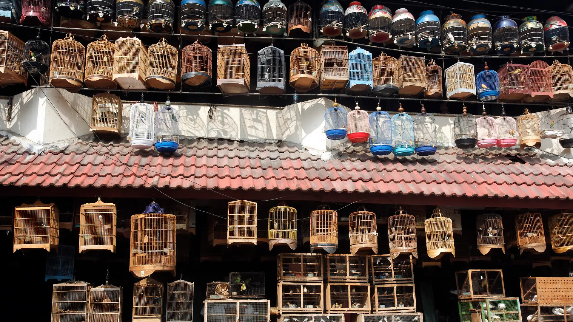 Pramuka bird market, Jakarta, Indonesia, March 2011